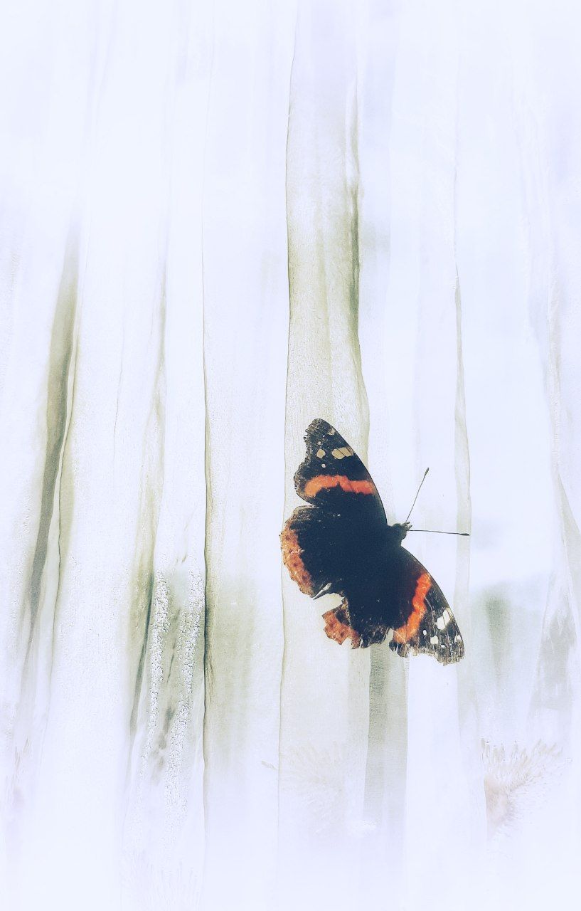  dreamy butterfly 🦋