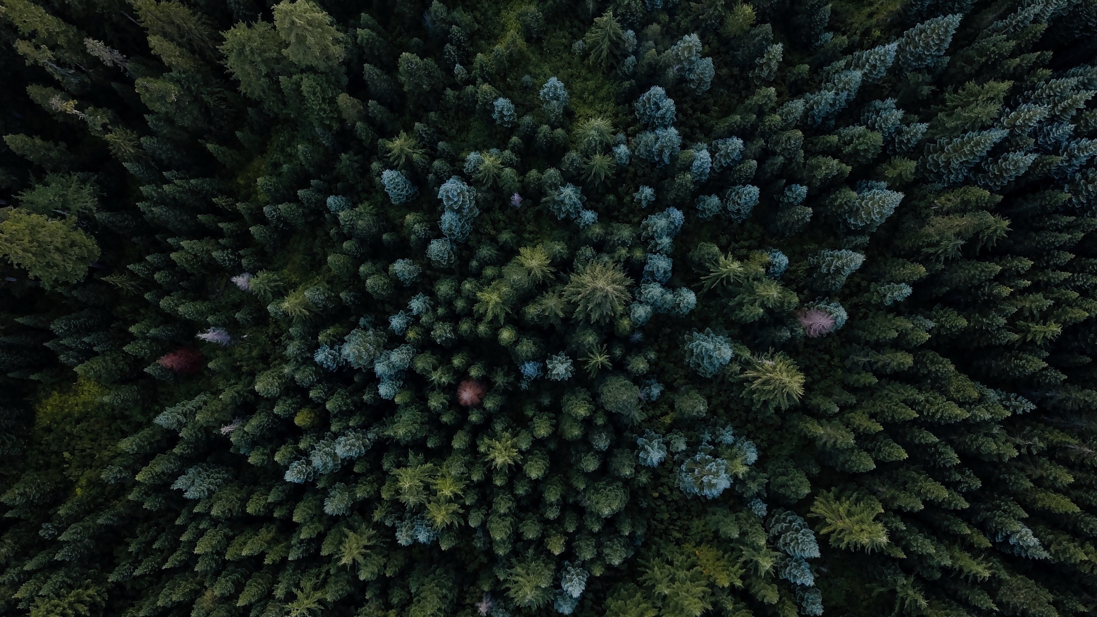 CHROMA: GREEN 004 //