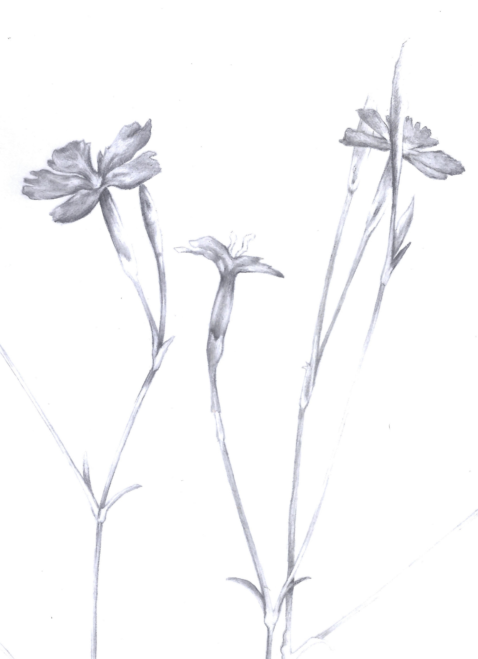 Tiny flowers. Botanicals