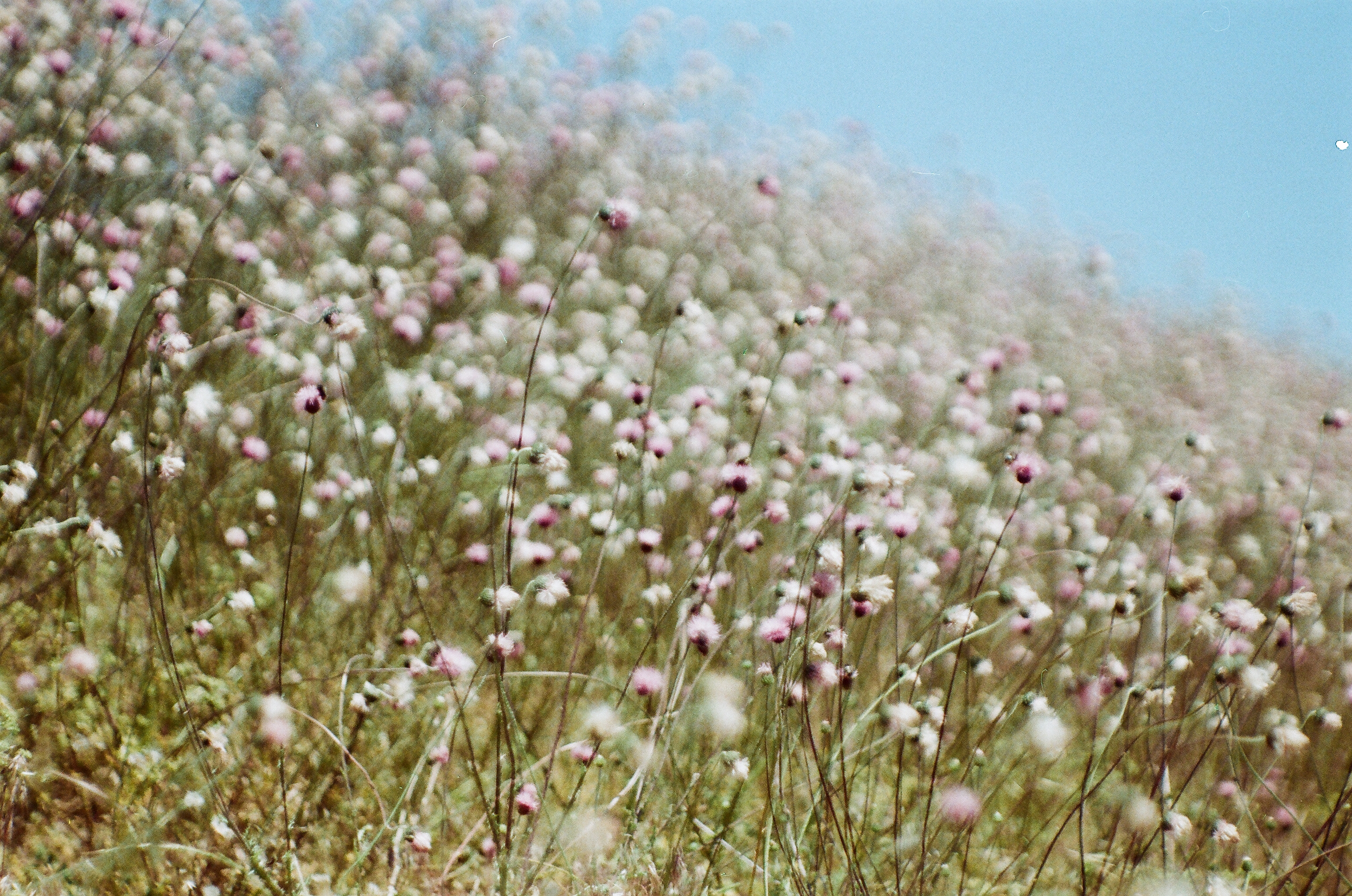 Wildflowers #23