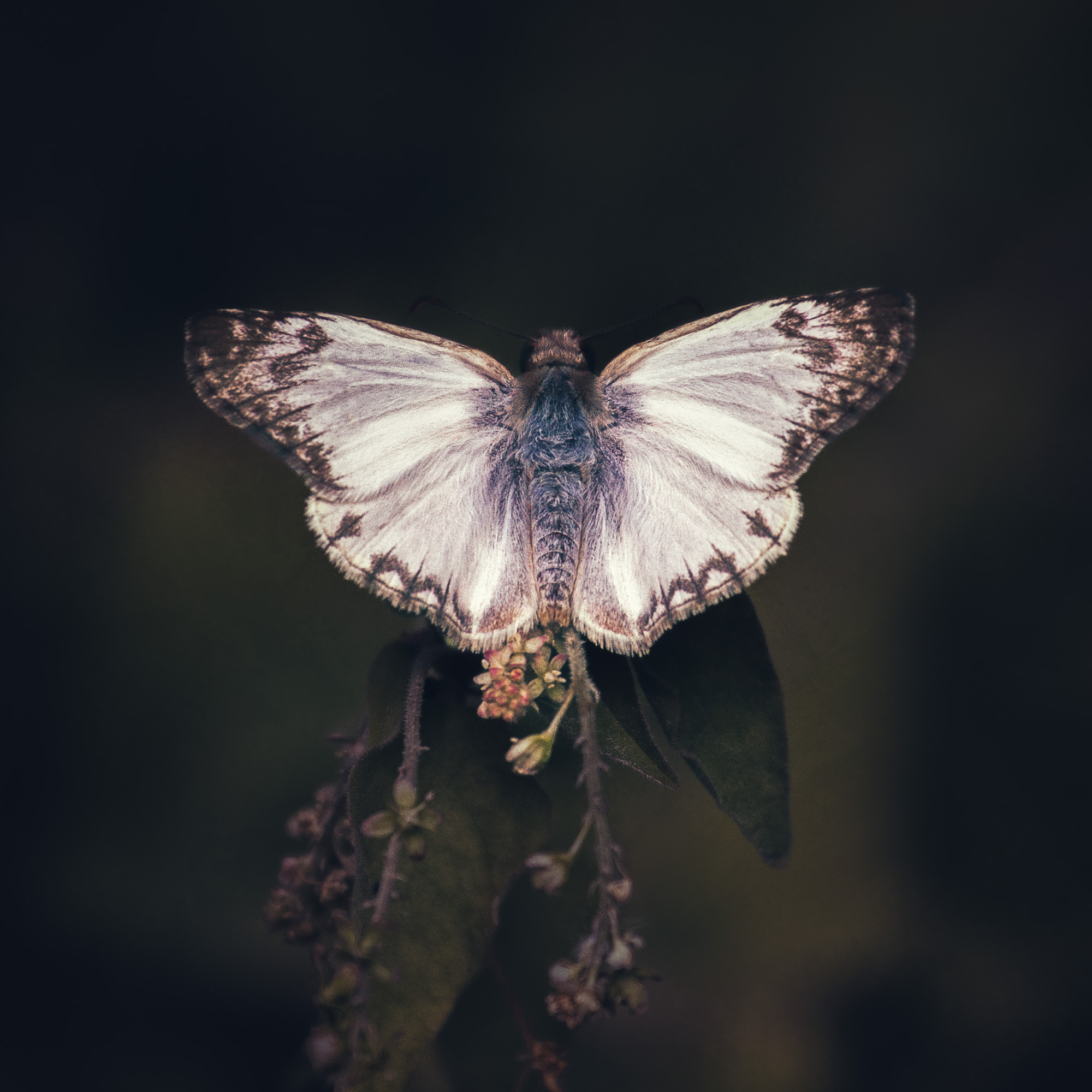 Laviana-white Skipper