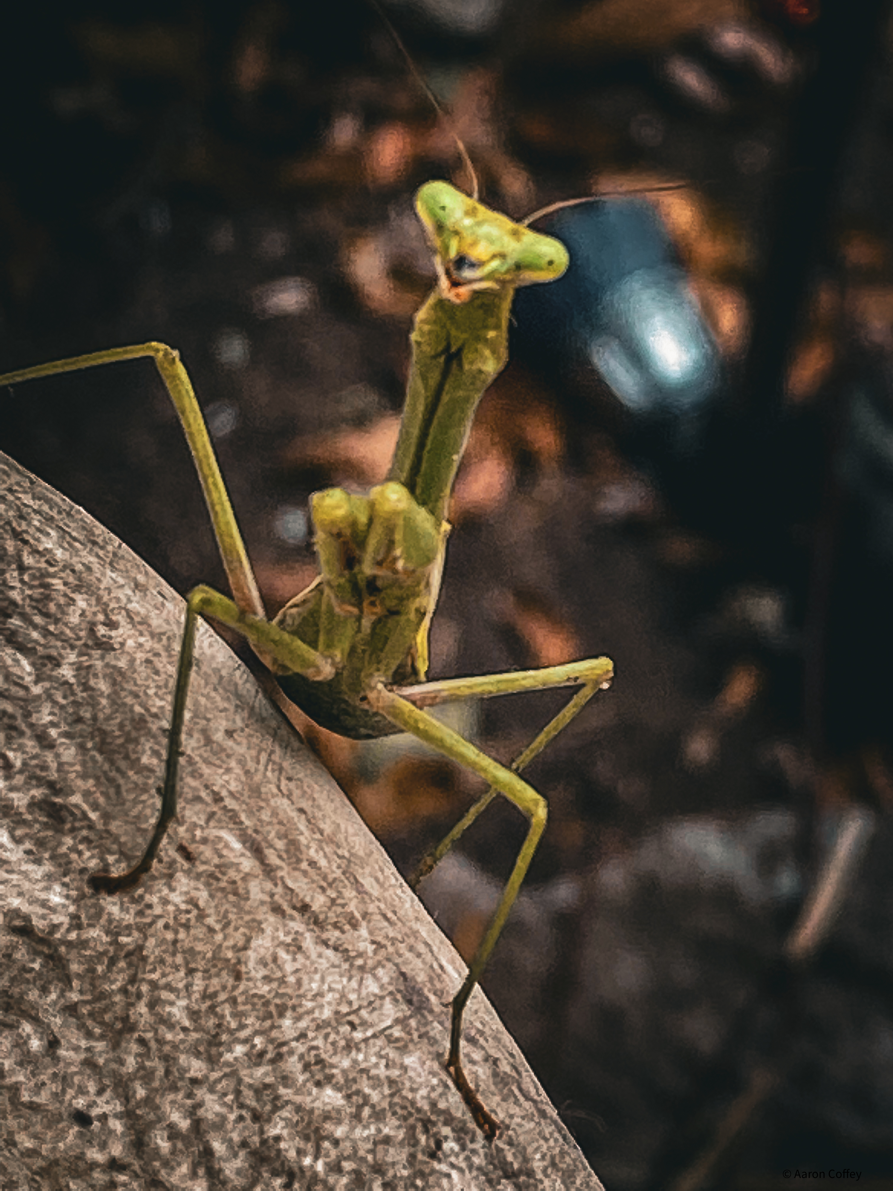 It’s a Bugs Life