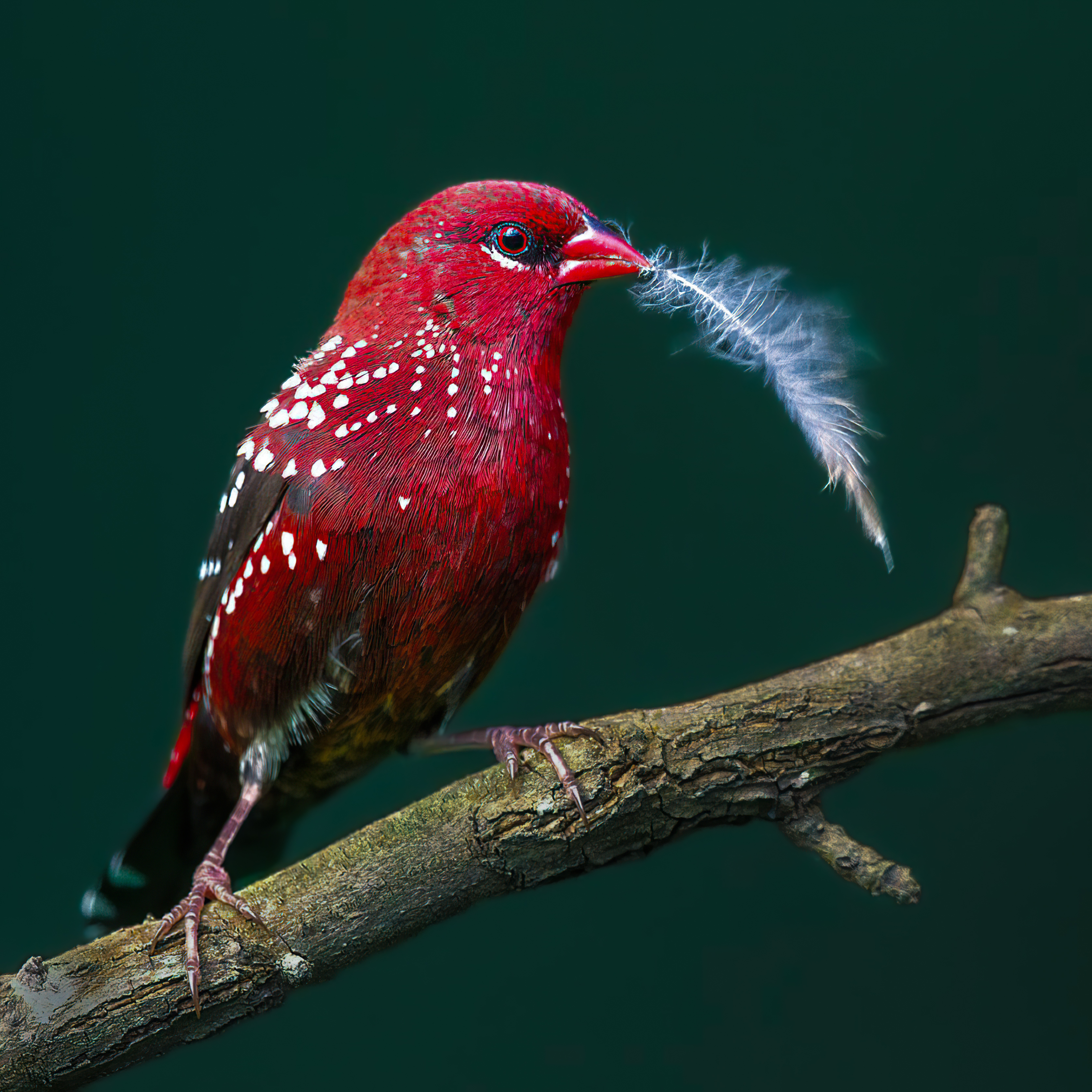 Strawberry Finch