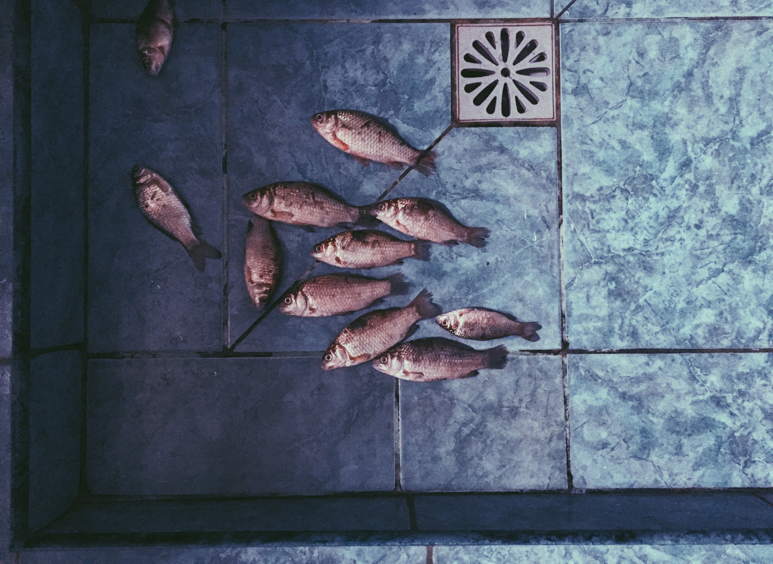 fish in the shower