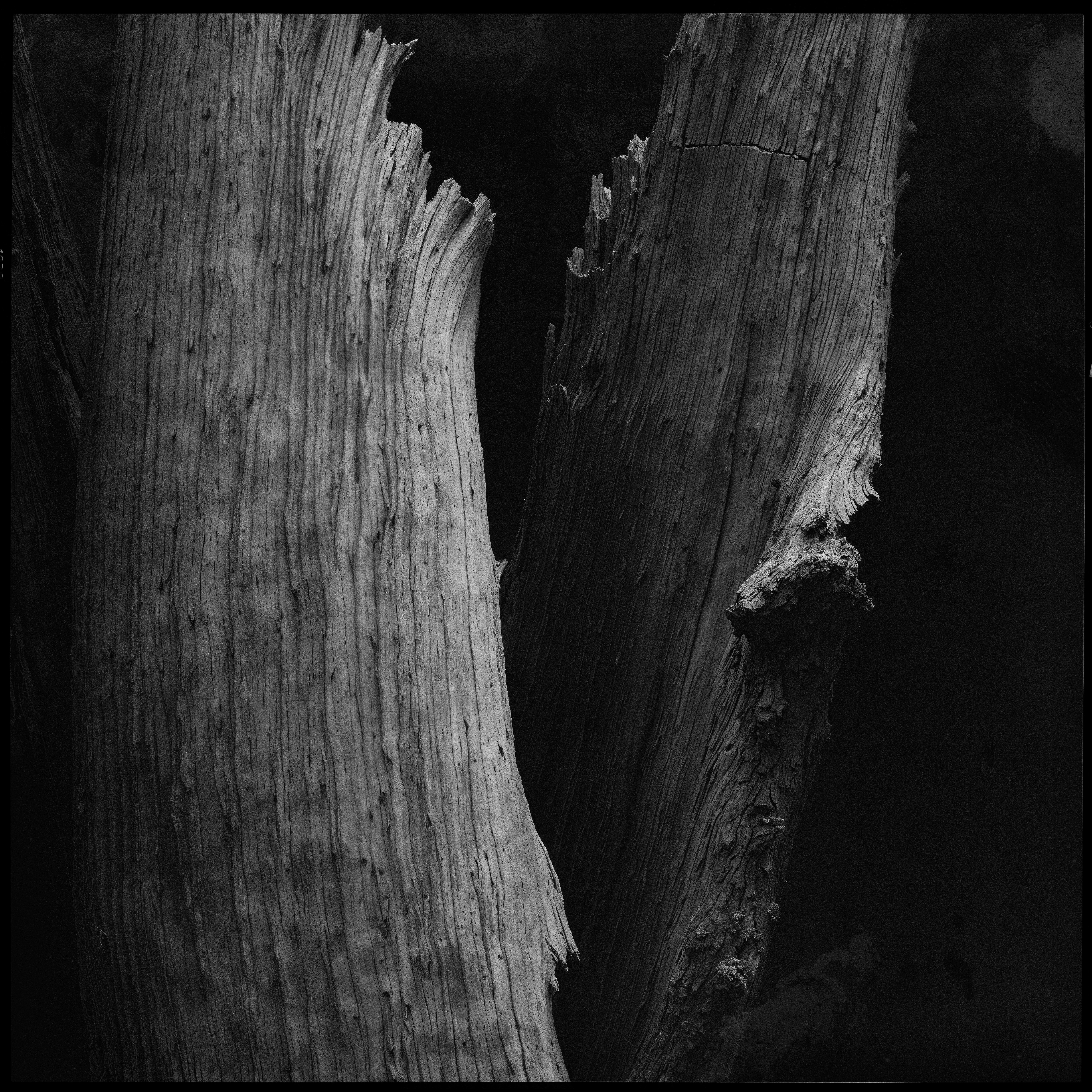 "roots and branches" #25