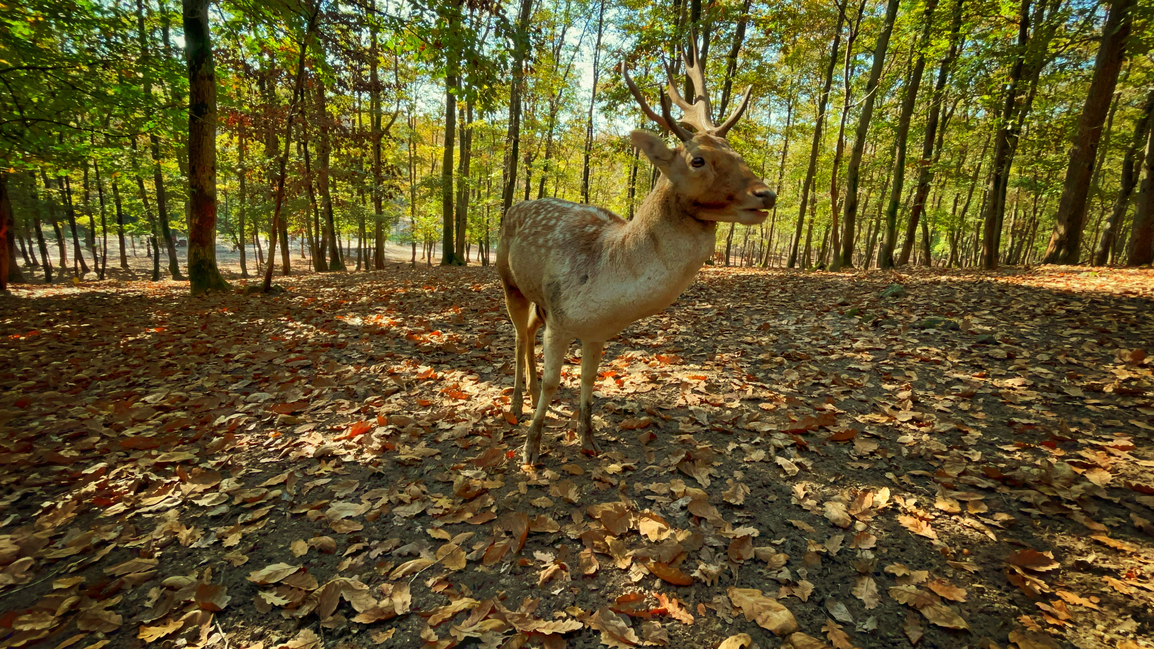 Whispers of Autumn: The Deer’s Sanctuary