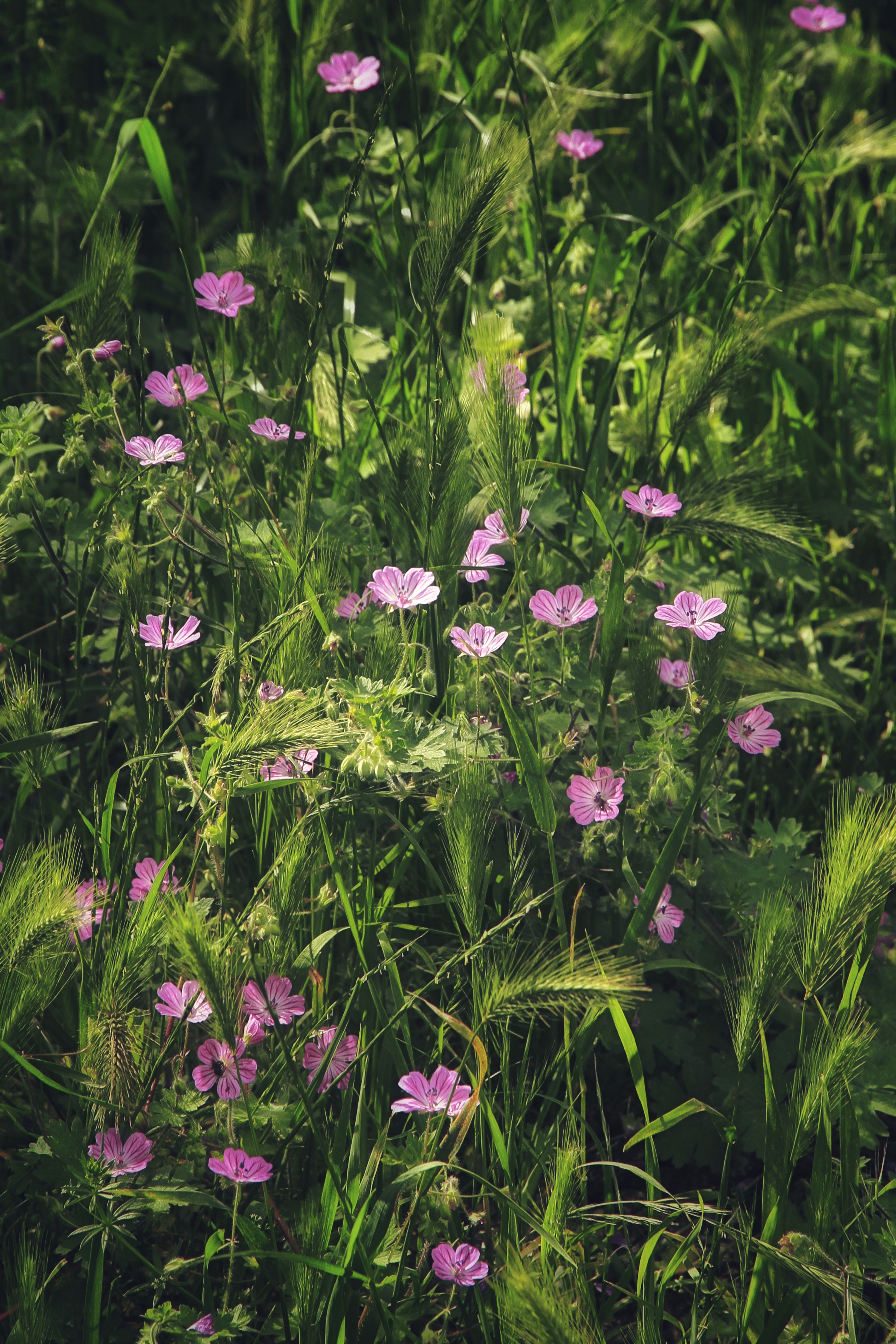 Plain of Flowers😍