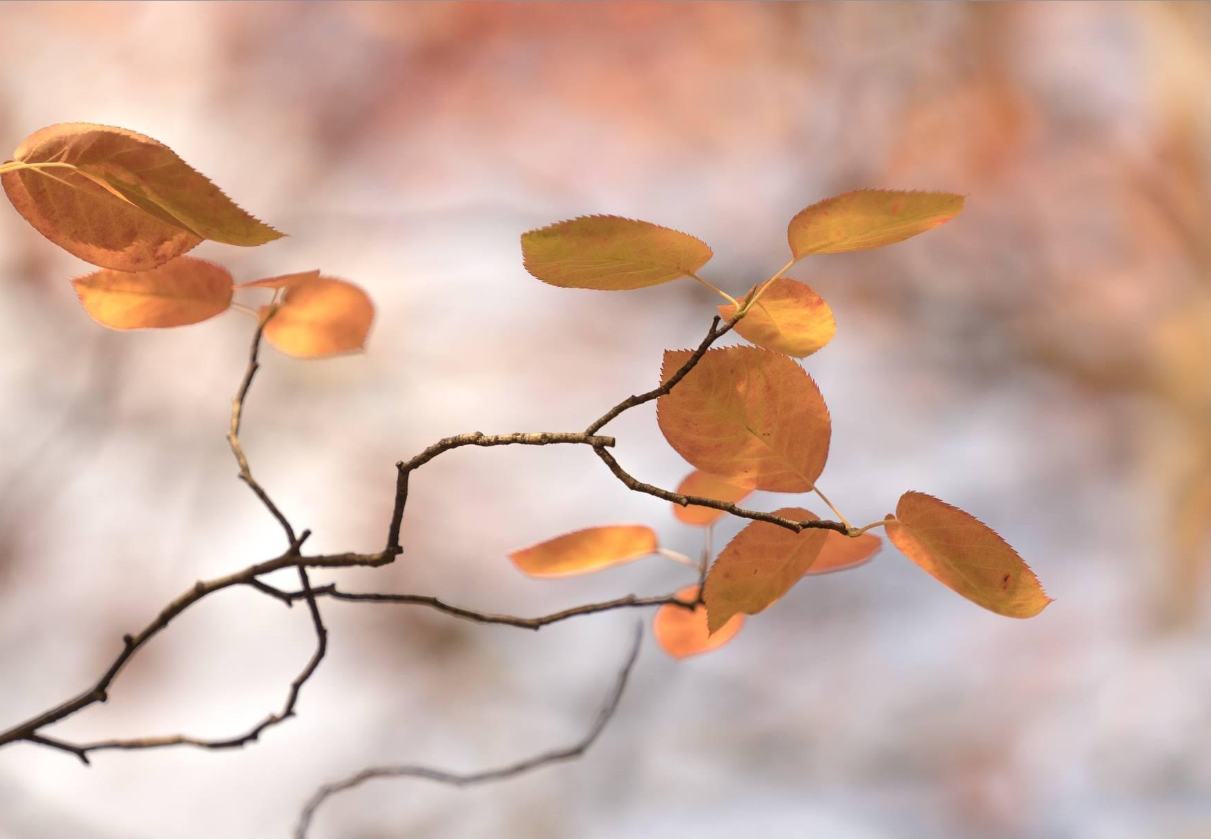 The Beauty of Autumn