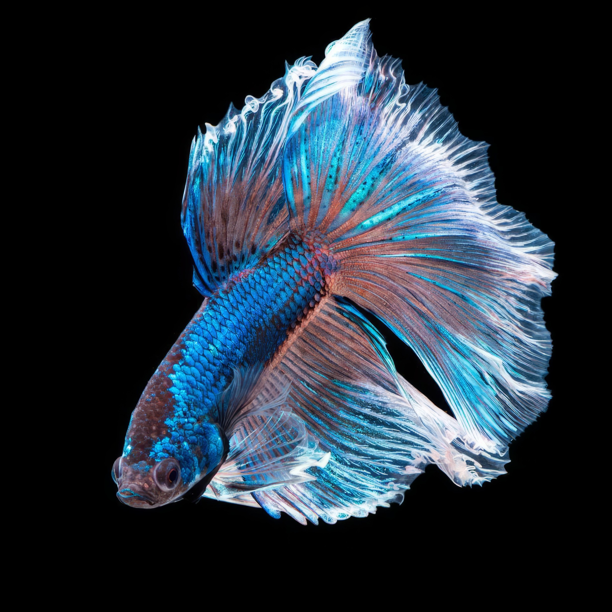 Elephant Ear Betta