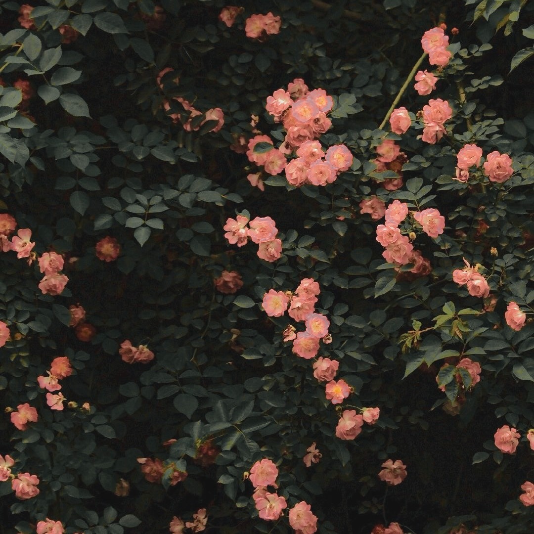 Foralltime - Limited #137