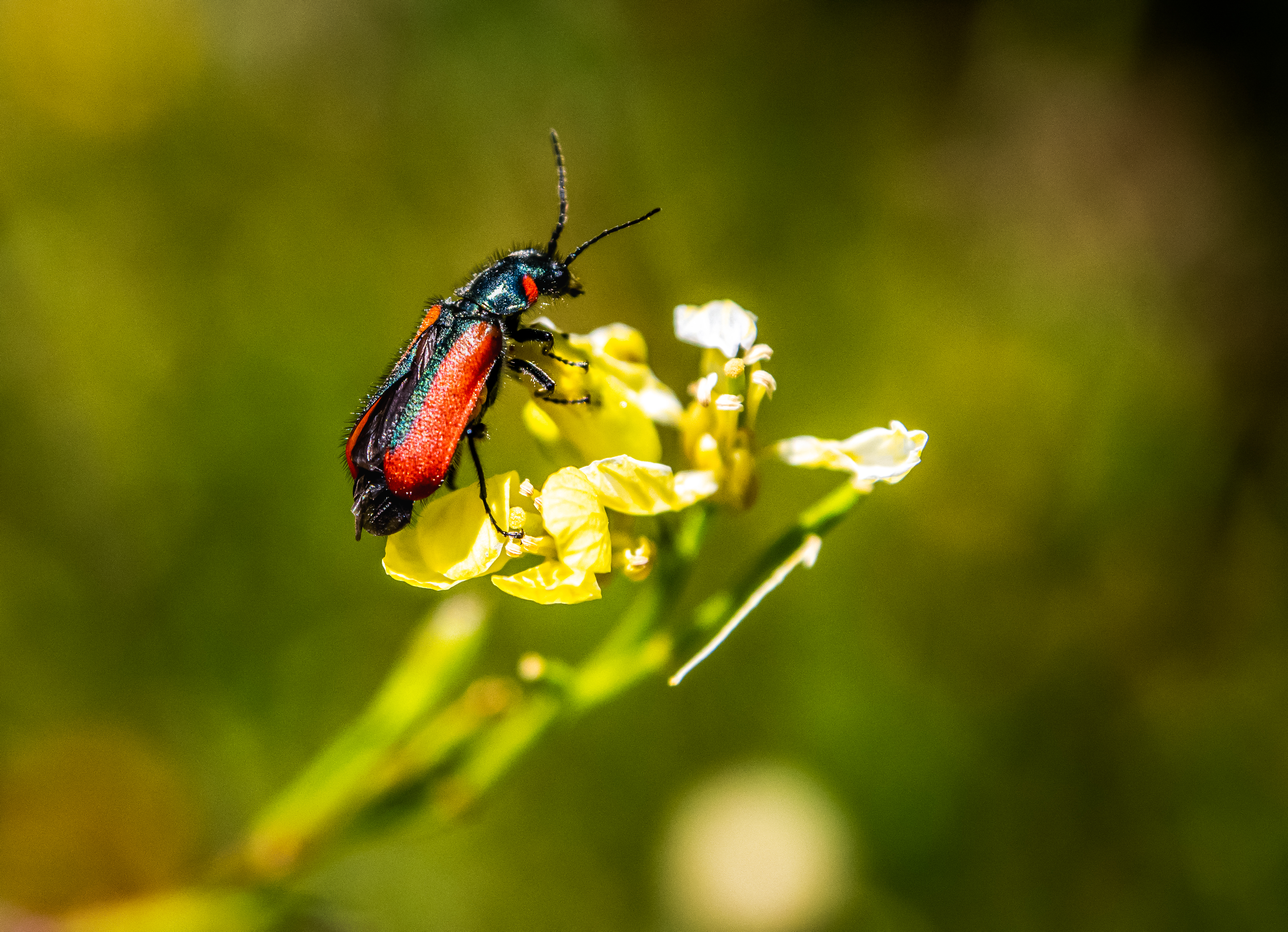 Red Winged #31