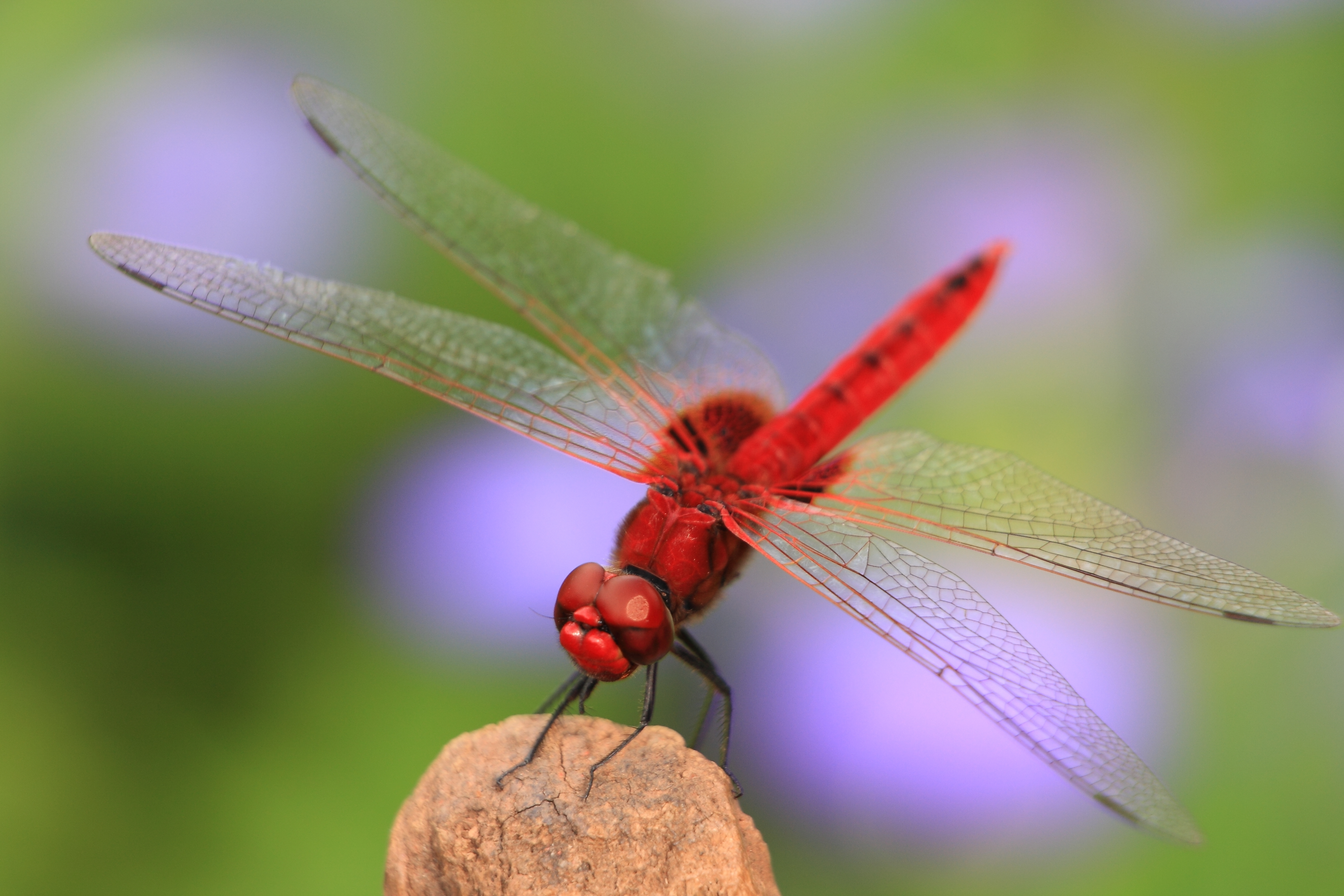 Delicate wings of fire.