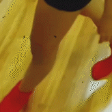 Gold flower, white petals.