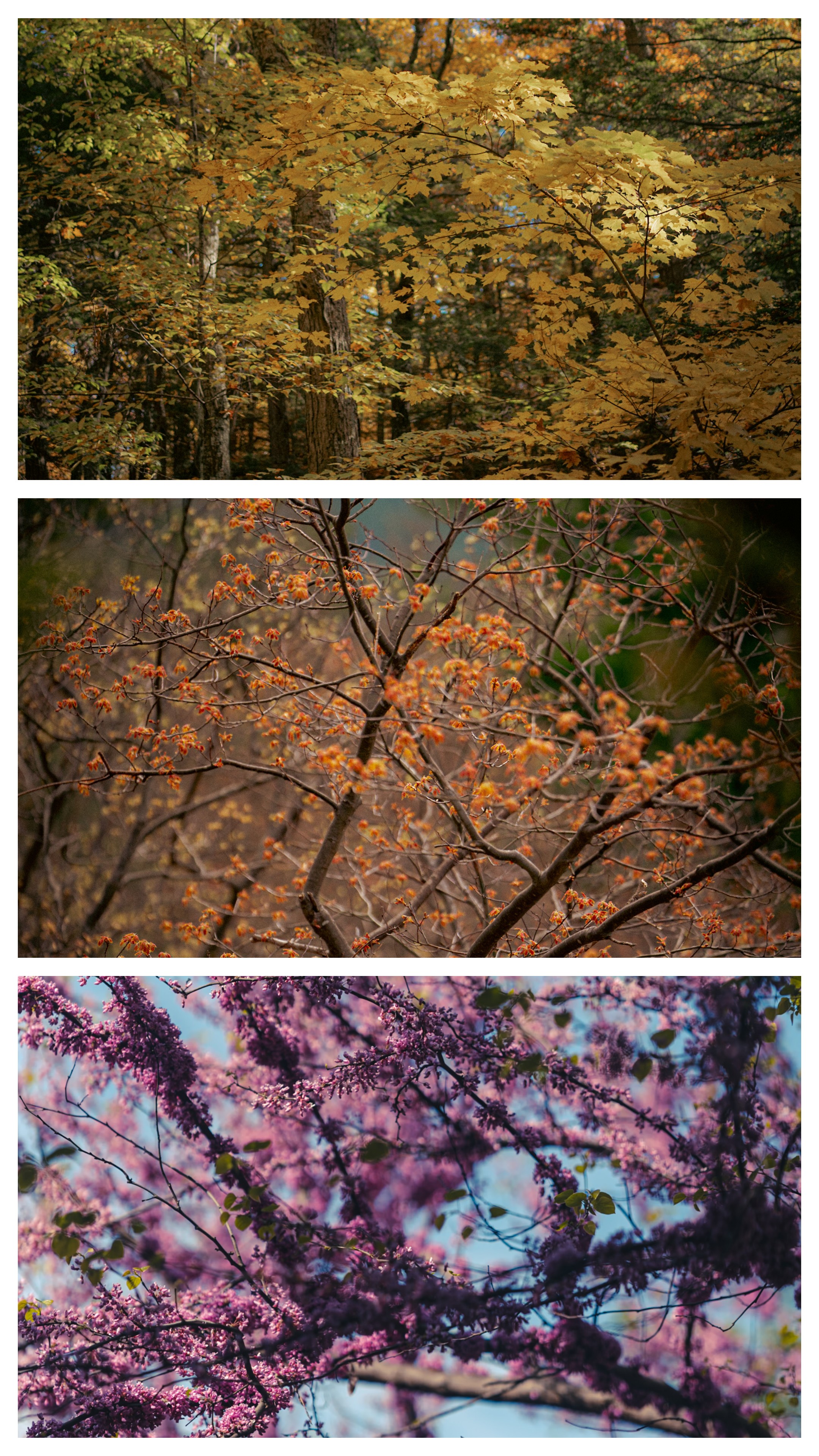 Colorful Trees