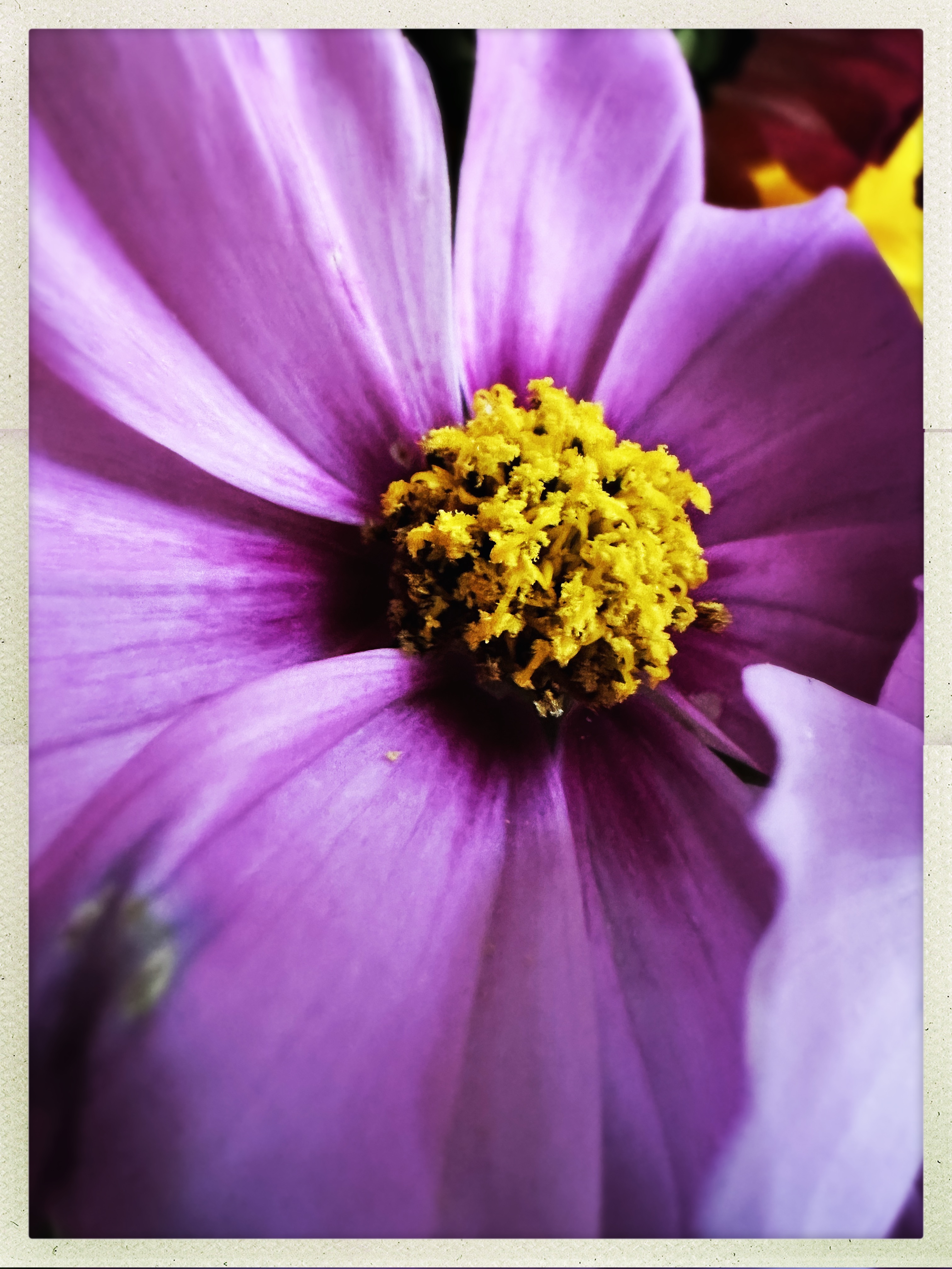 garden cosmos