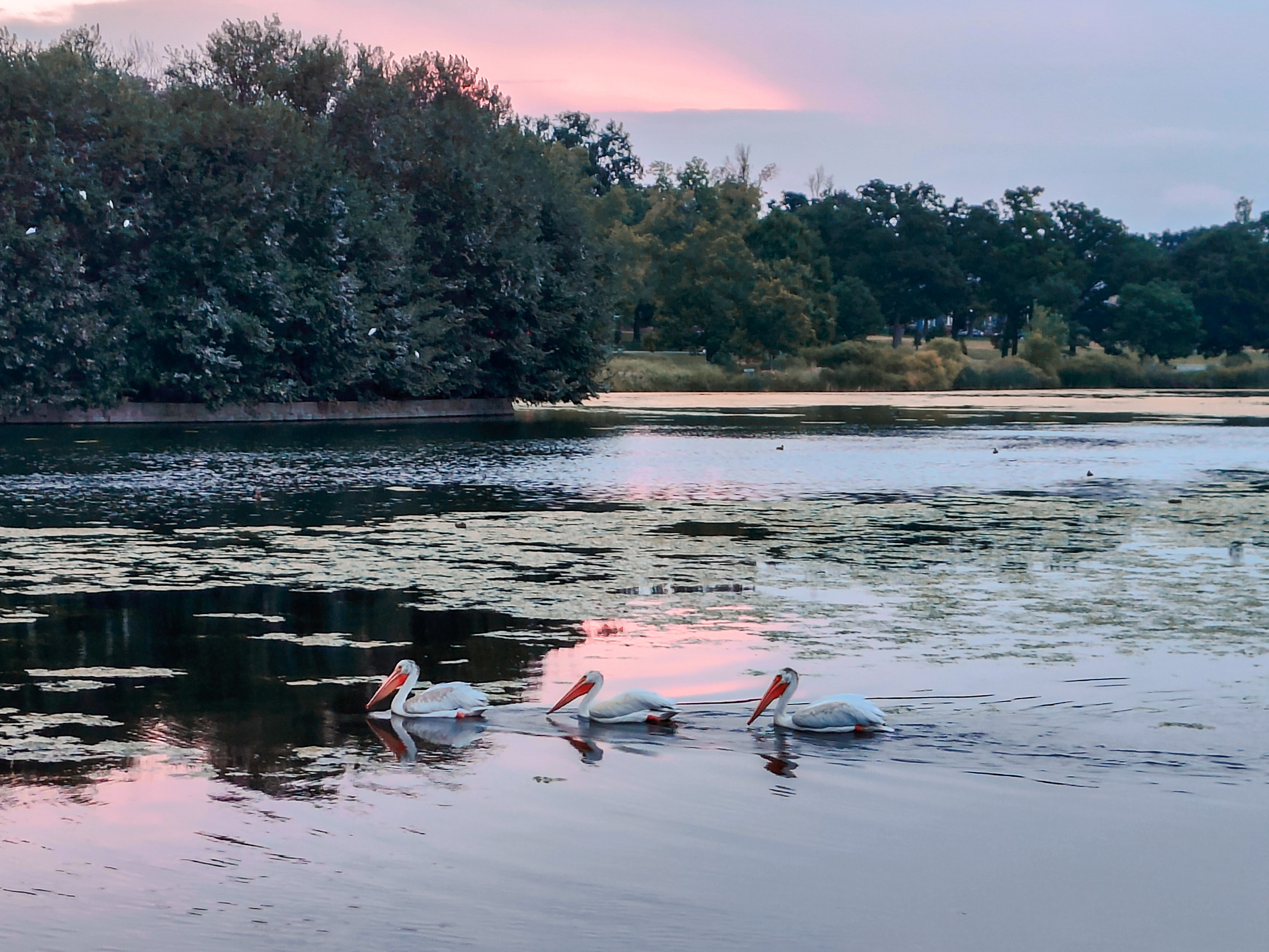 Twilight Pelicans