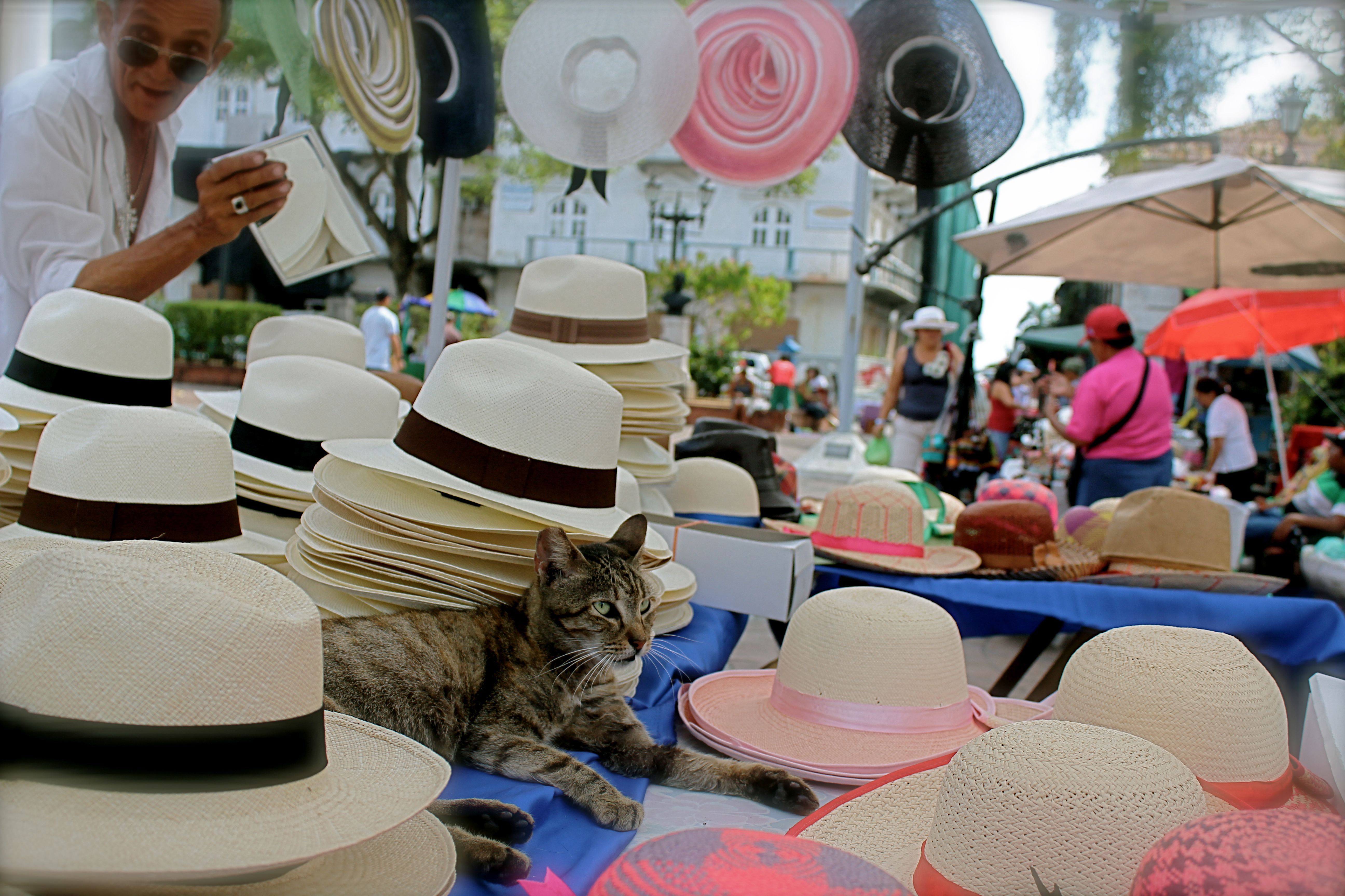 'Get your Panama Cats here!' #11