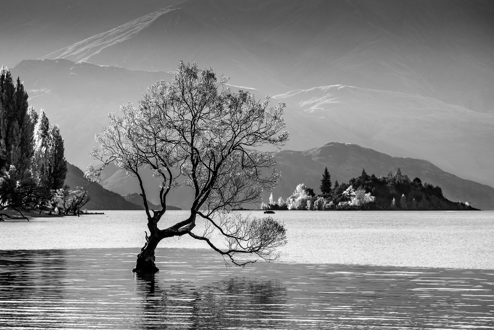 The Wanaka Tree