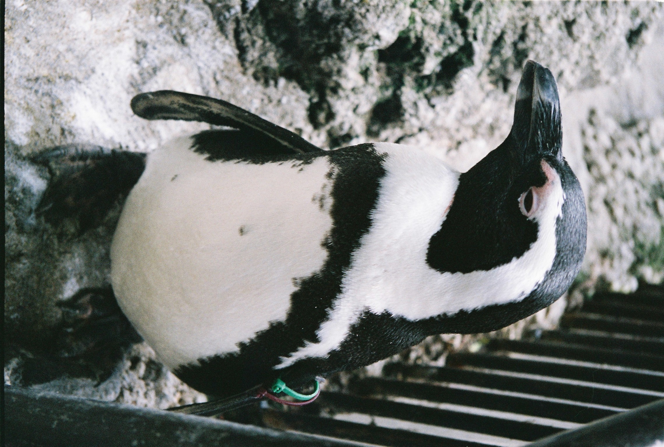 ameboshi Farcaster Collection