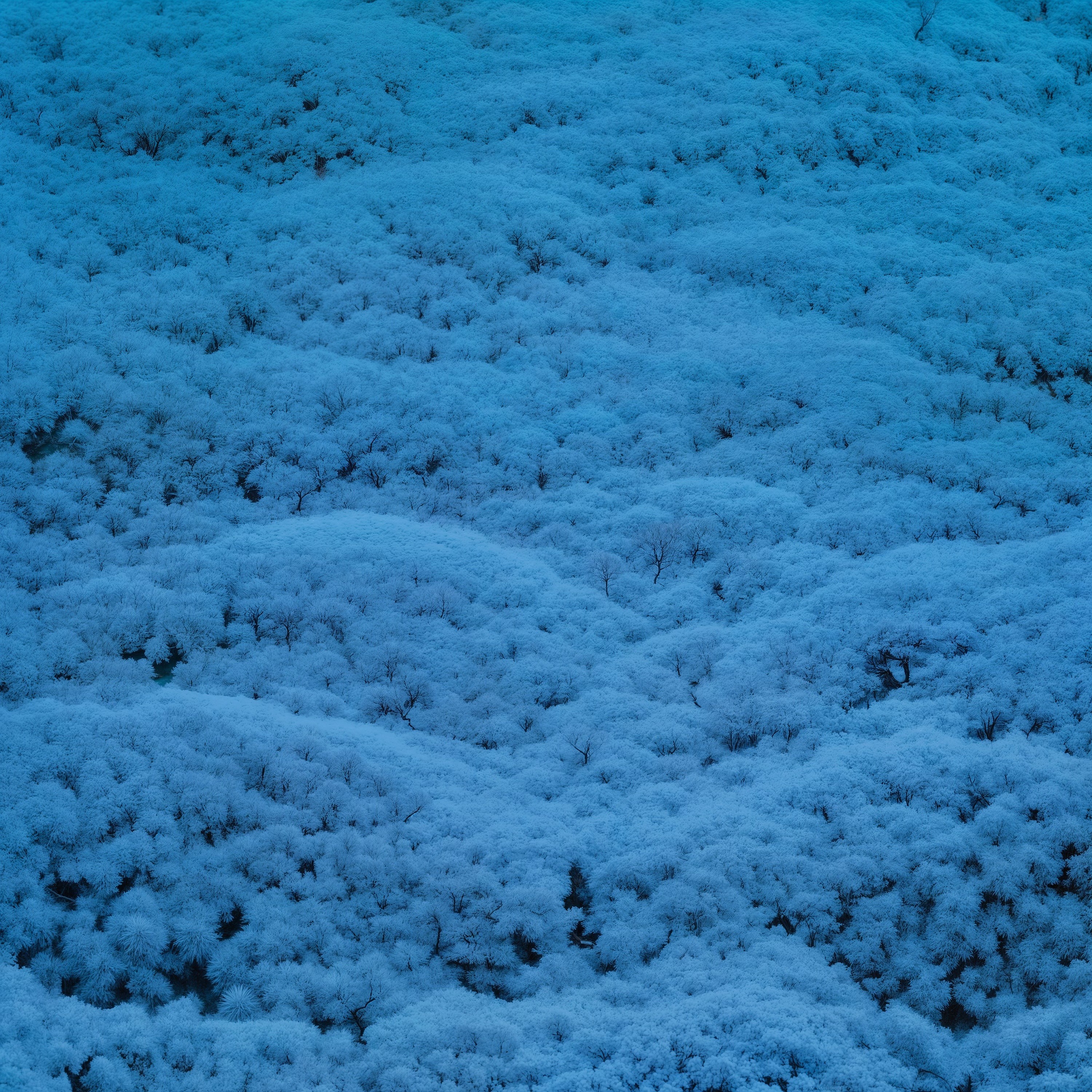 ARRIVAL - Limited #566