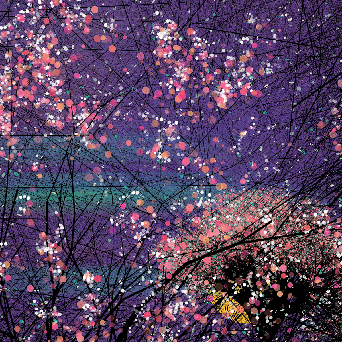 Sakura, cherry blossoms