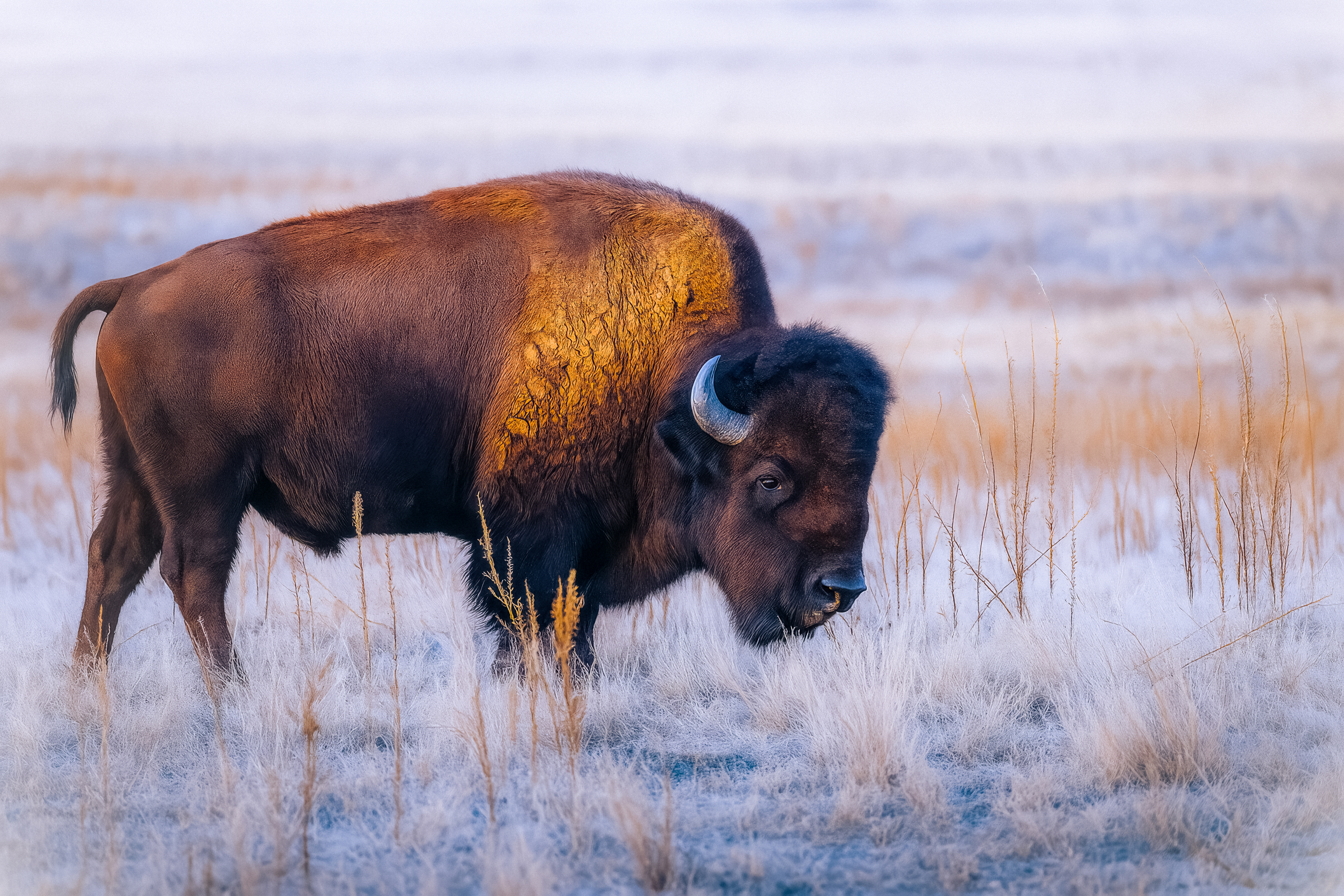 Salt Lake Bison  #1/12
