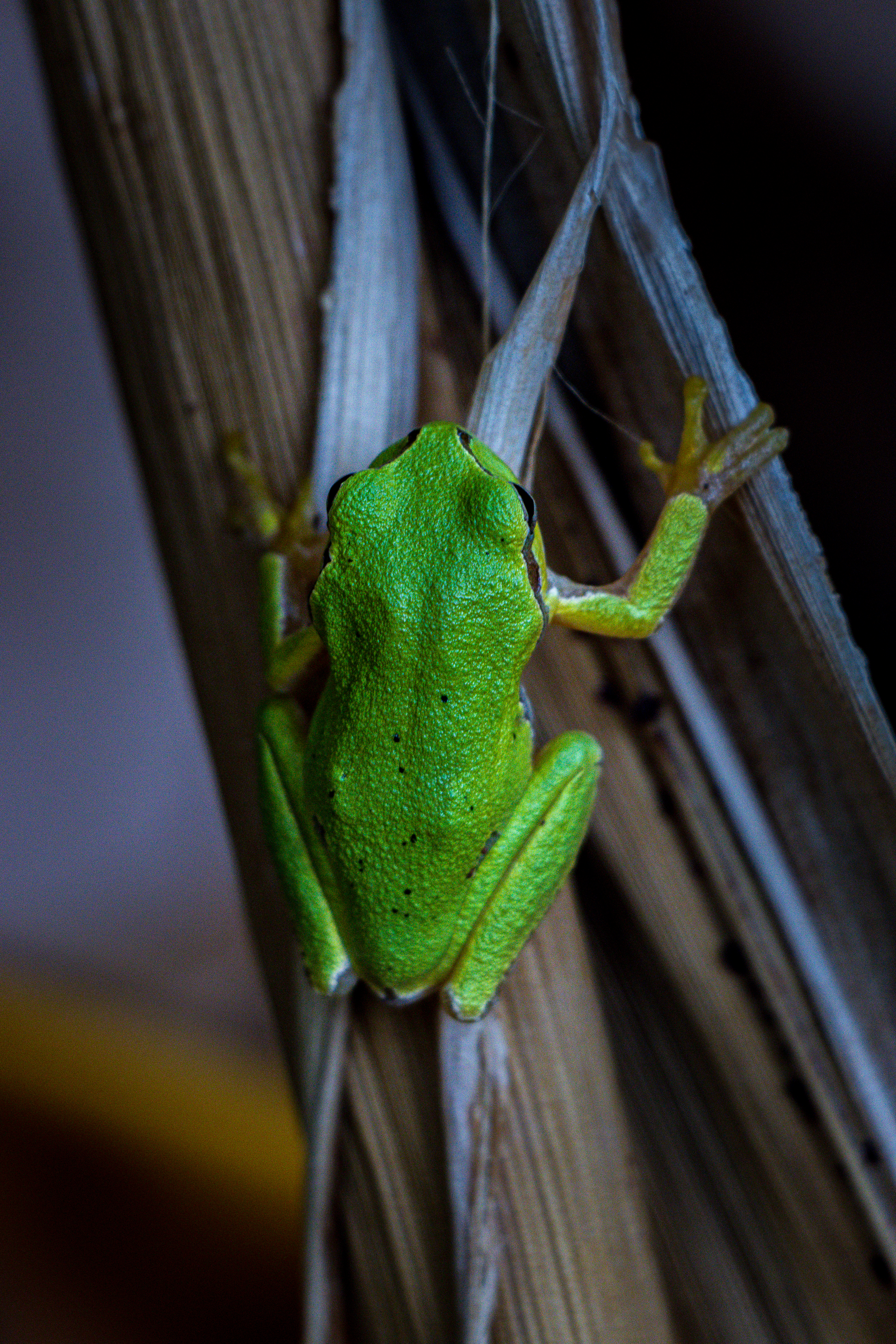 My backyard friend #50