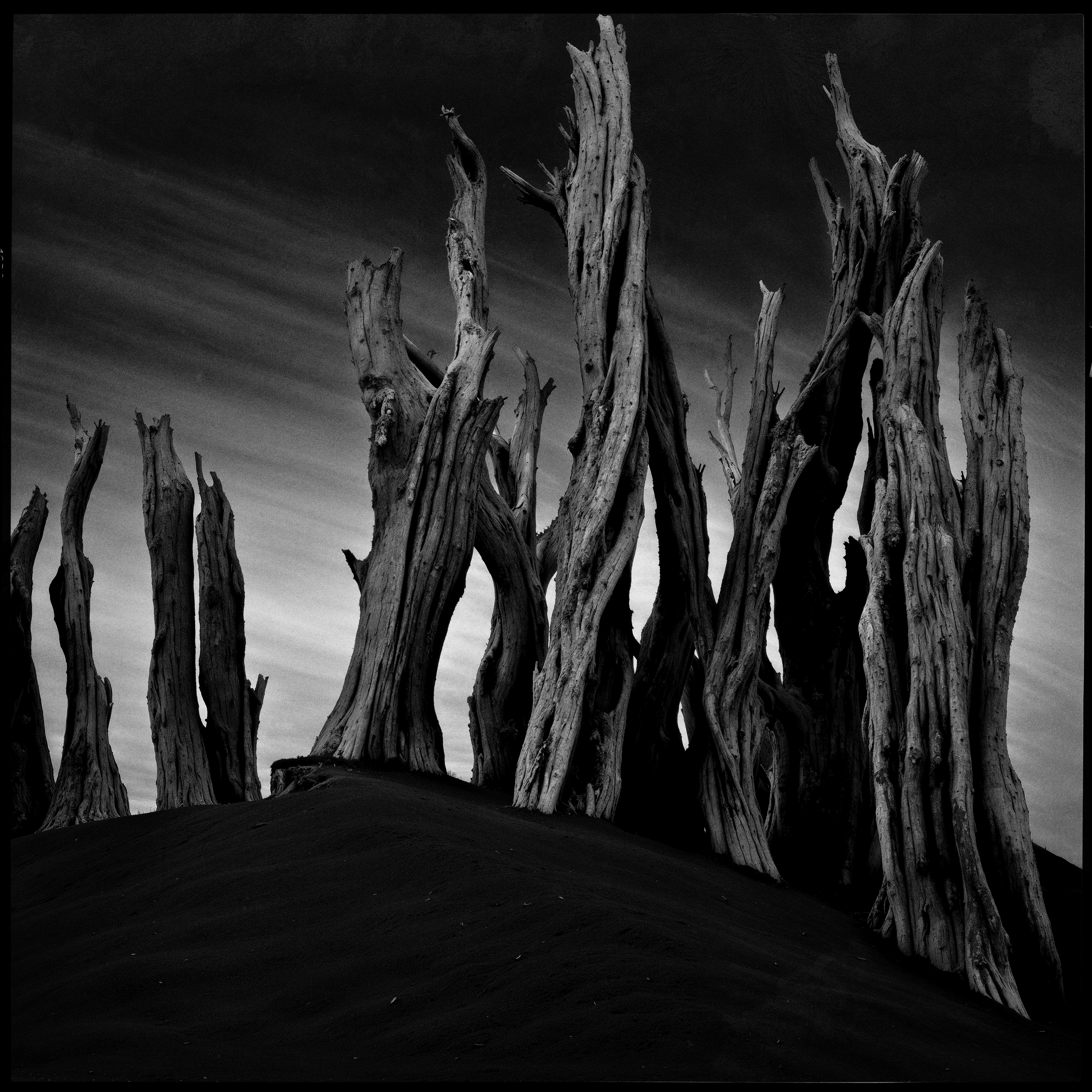 "roots and branches" #28