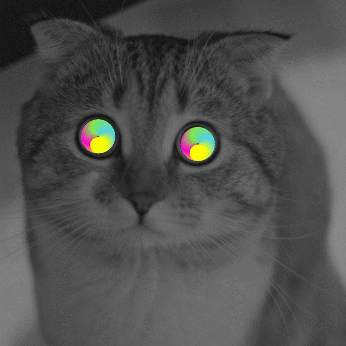 tumblr cat