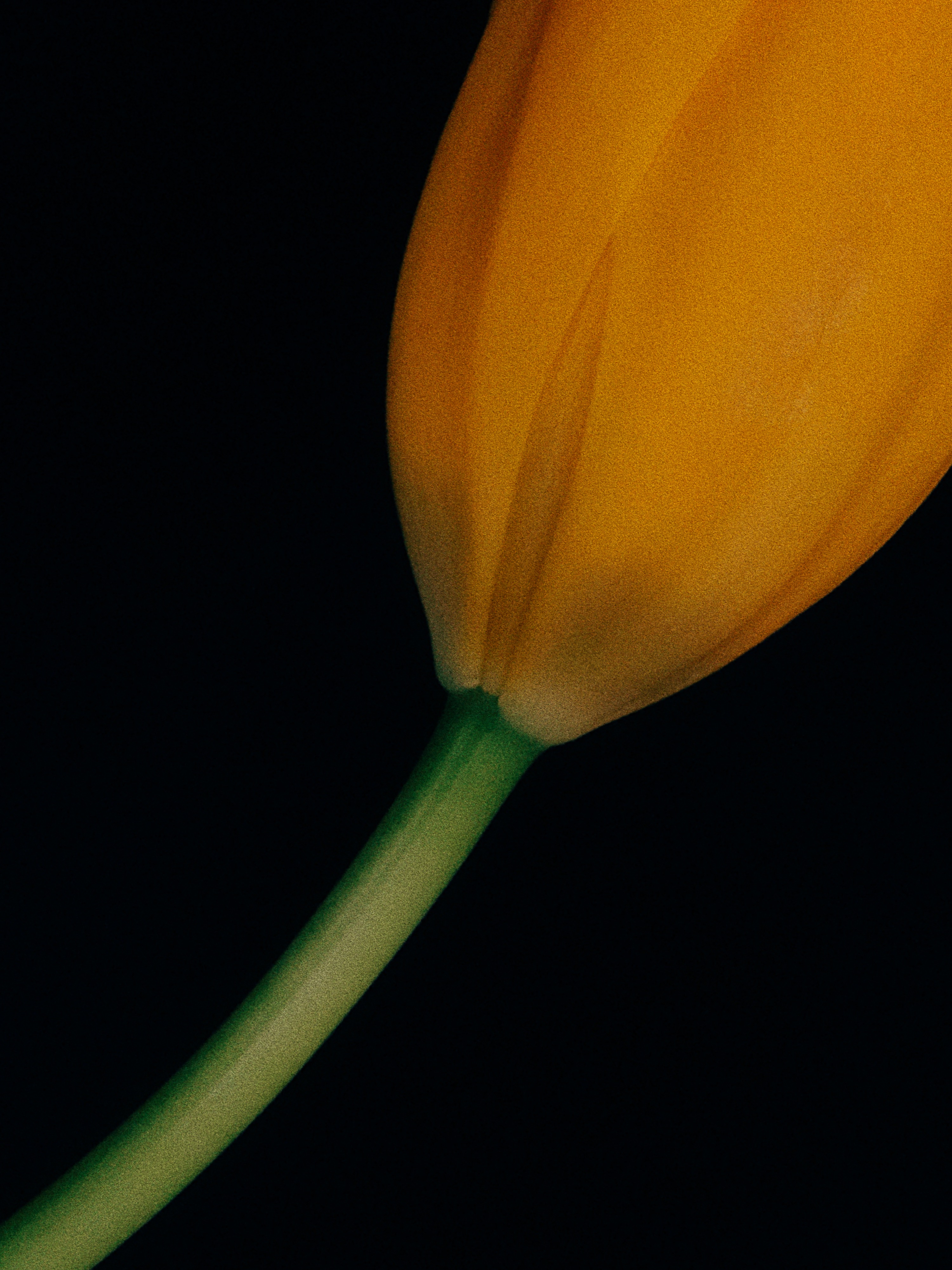 The first was a Tulip