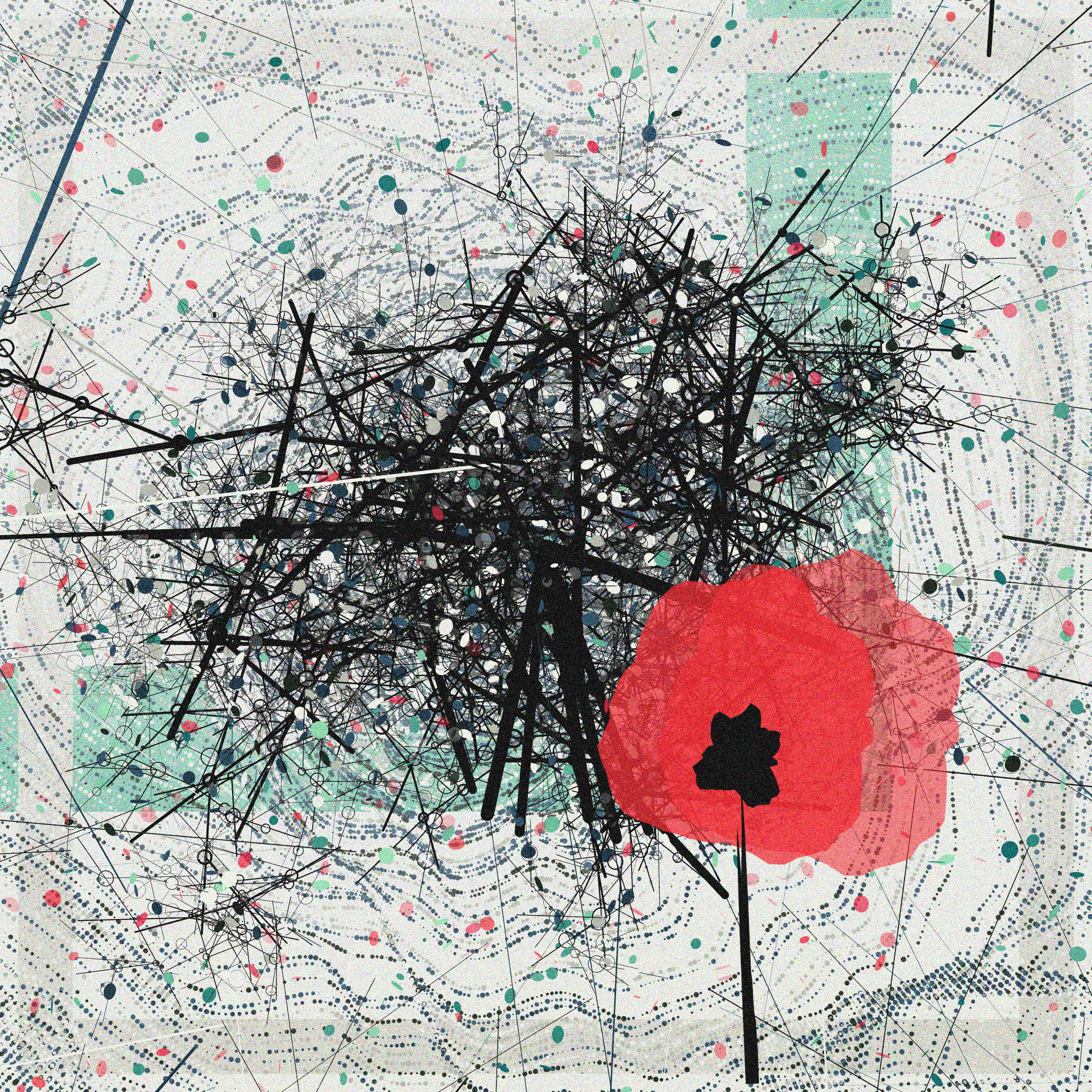 Red poppies in the garden #5