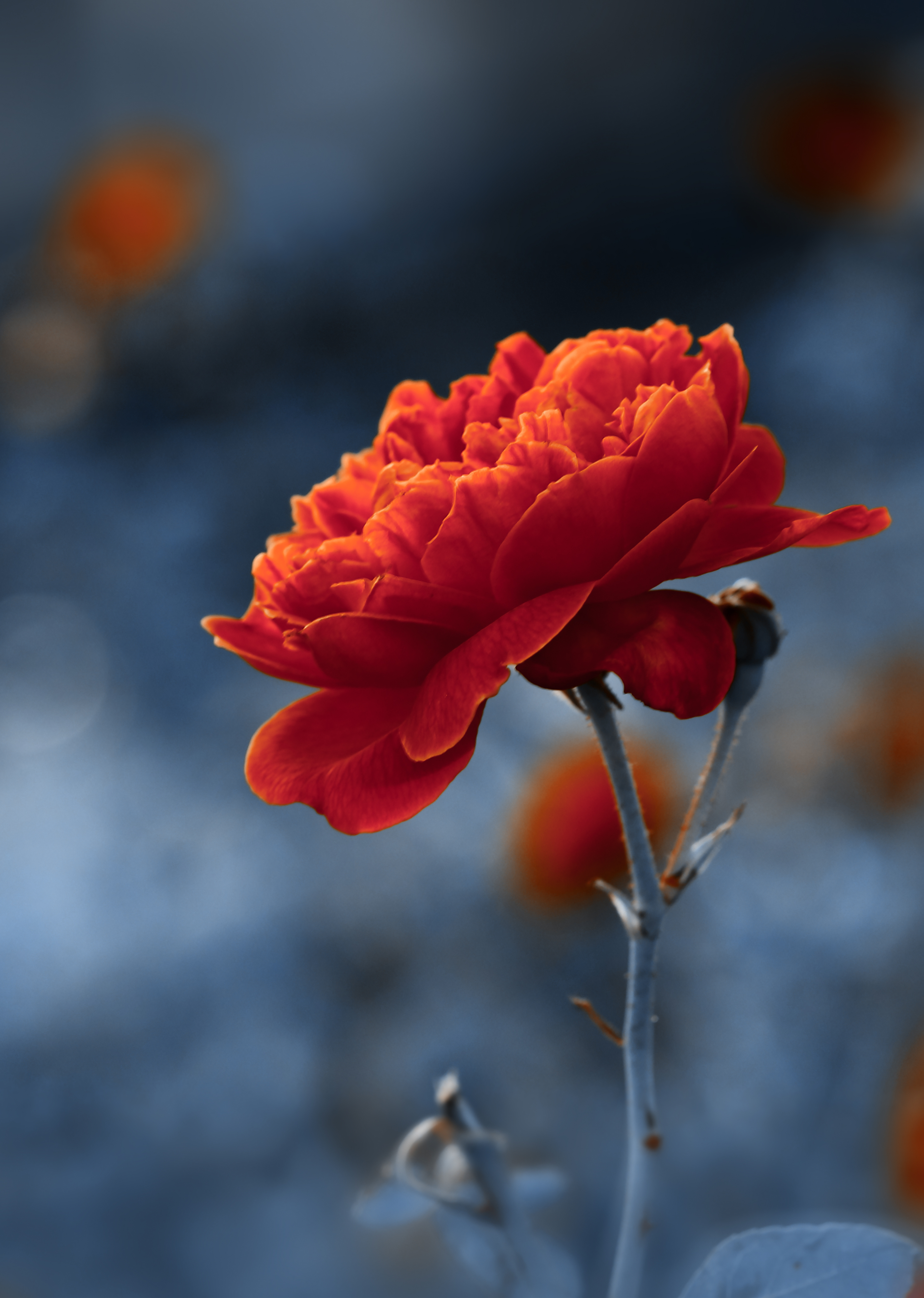Flora 8