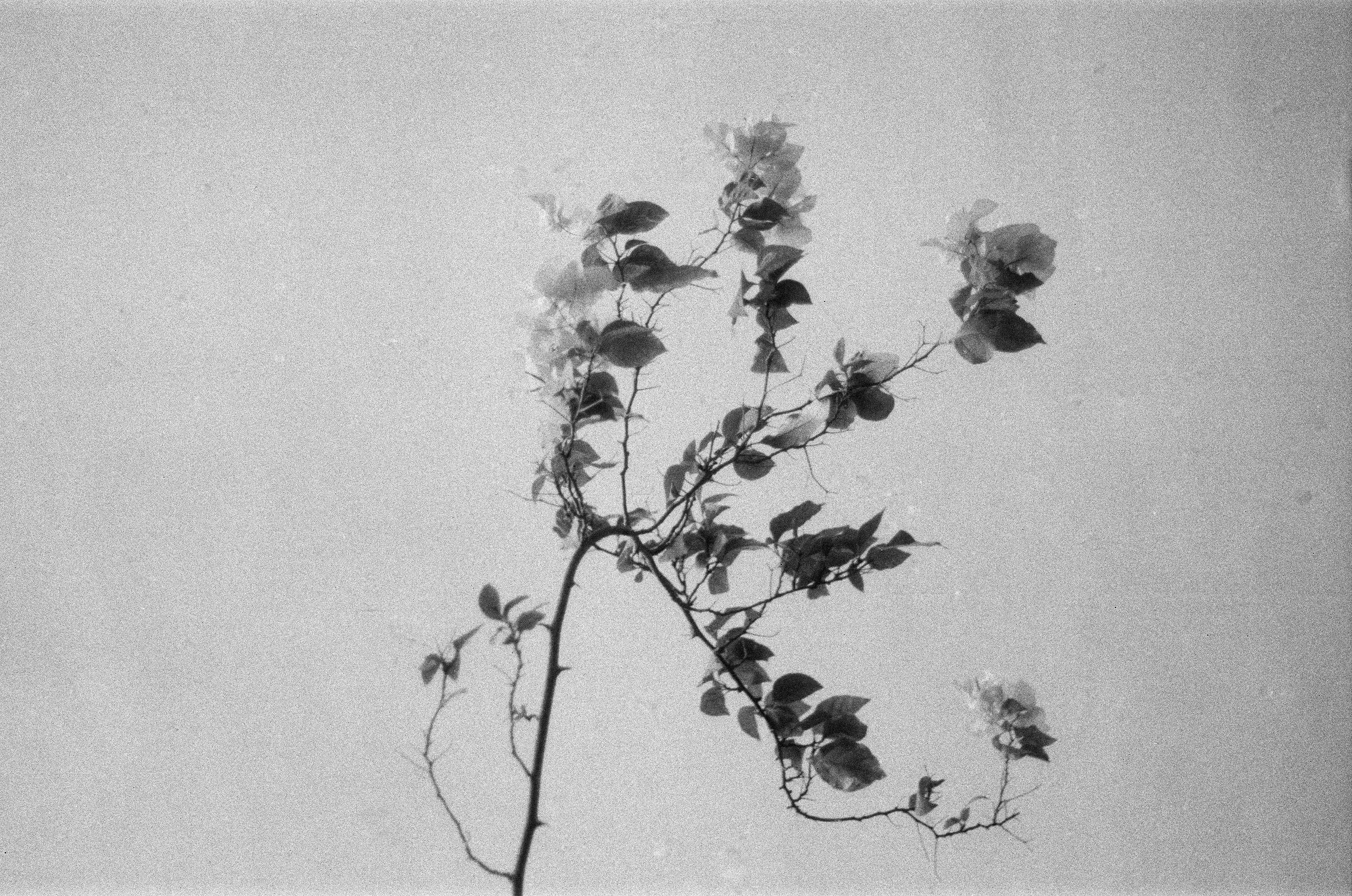 Thorns