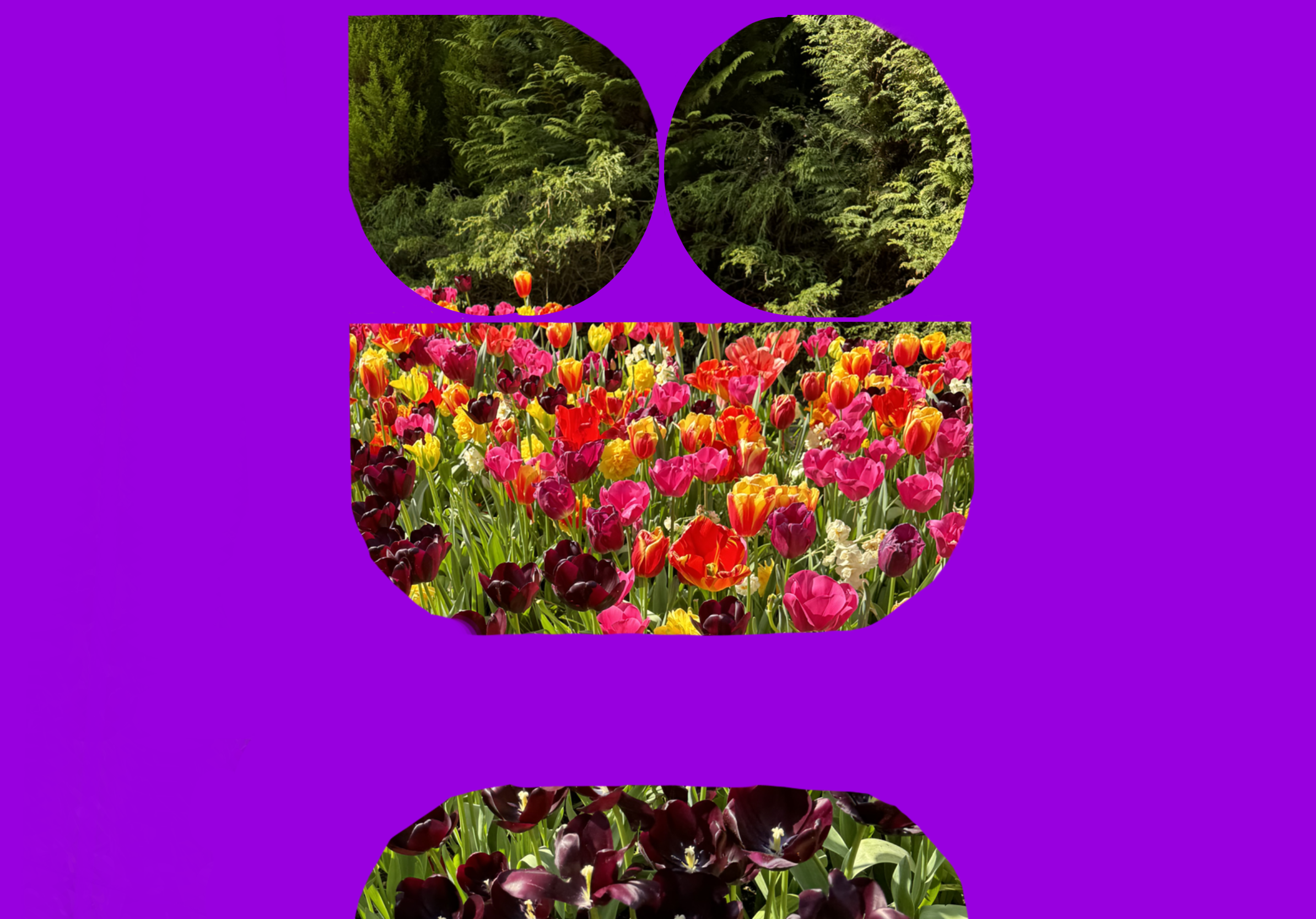 Keukenhof Tulips 2