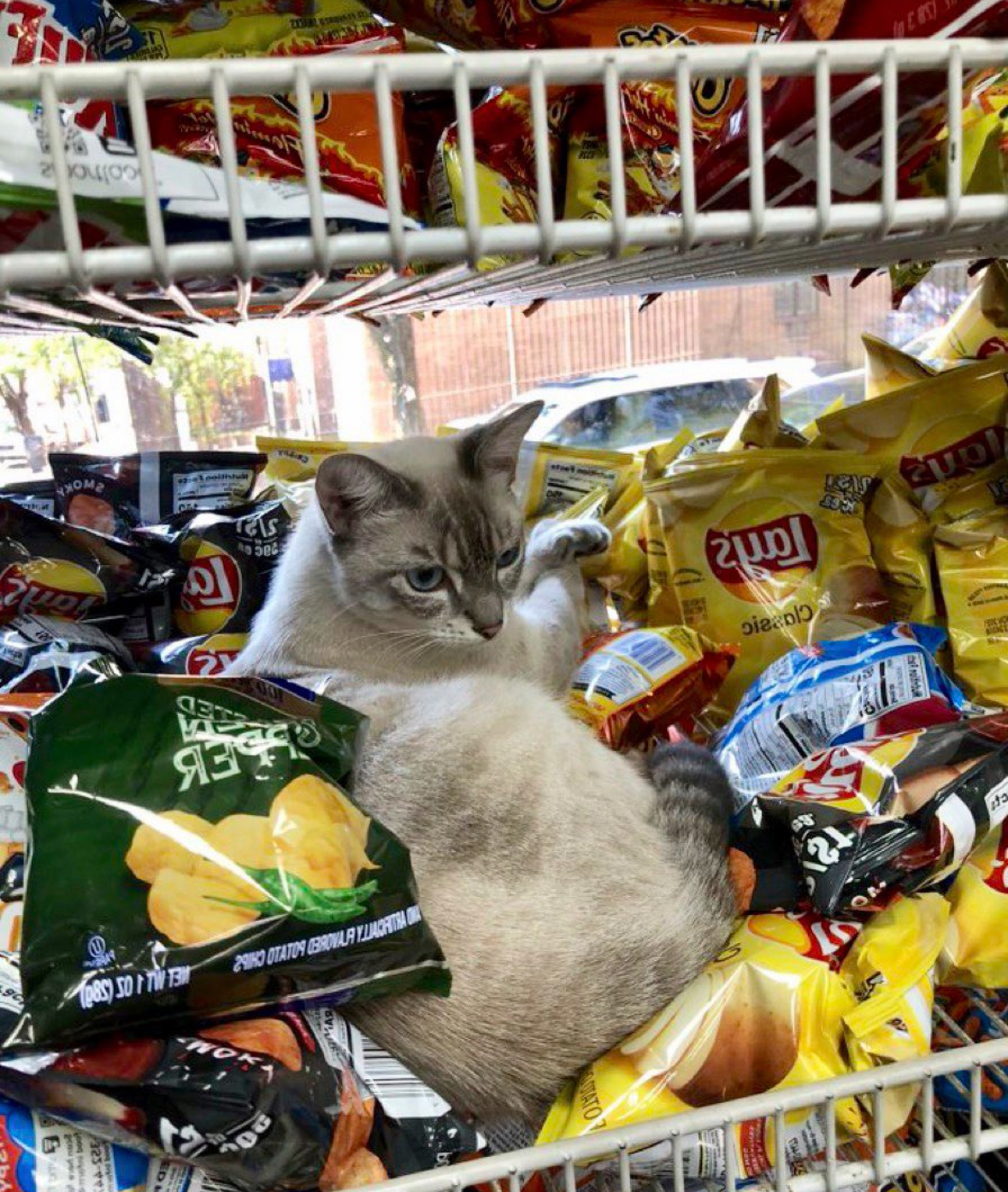 Bodega Cat (2023)