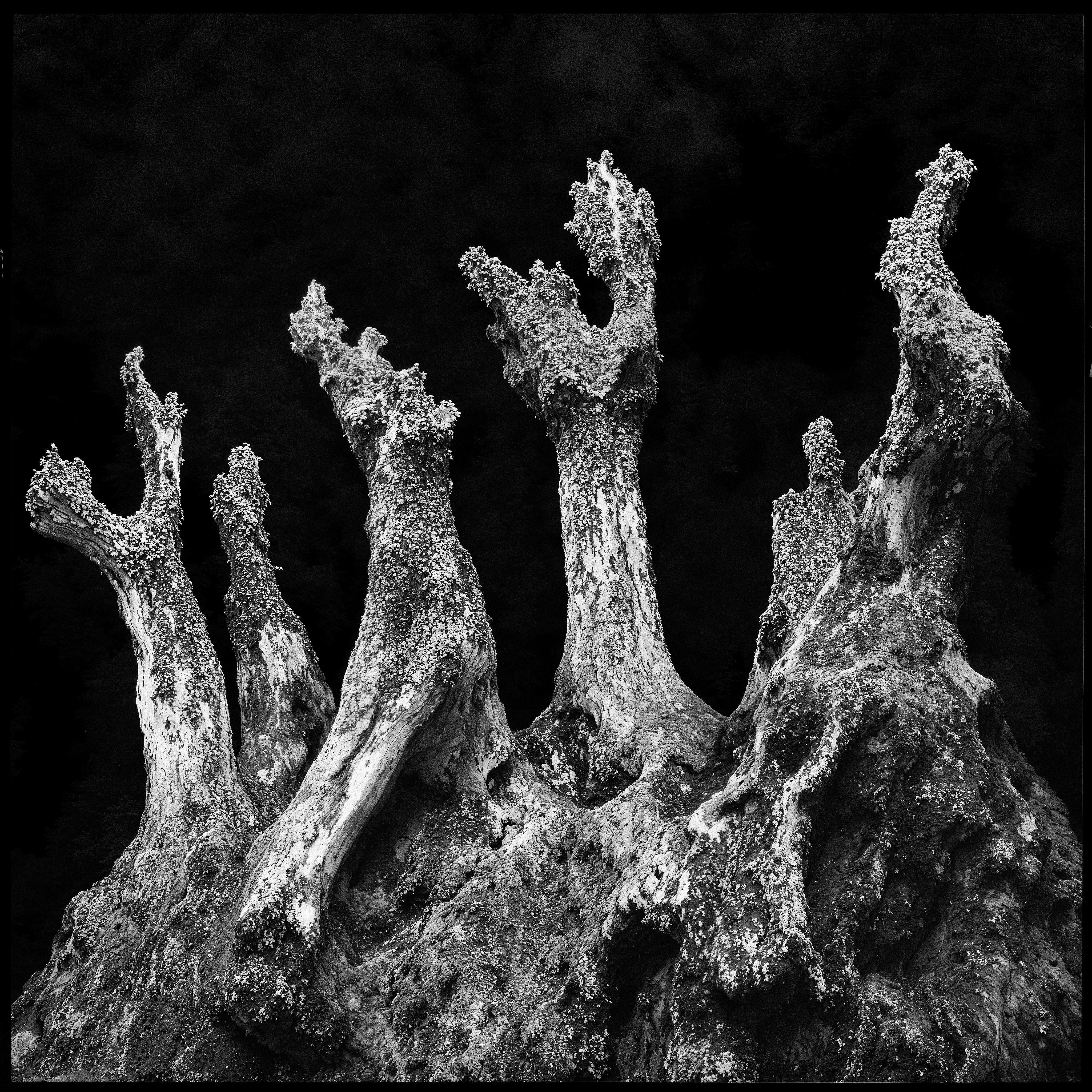"roots and branches" #36