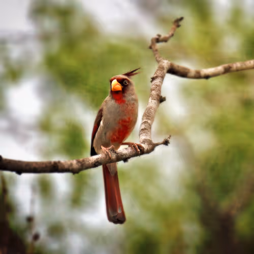 Desert Cardinal Portrait