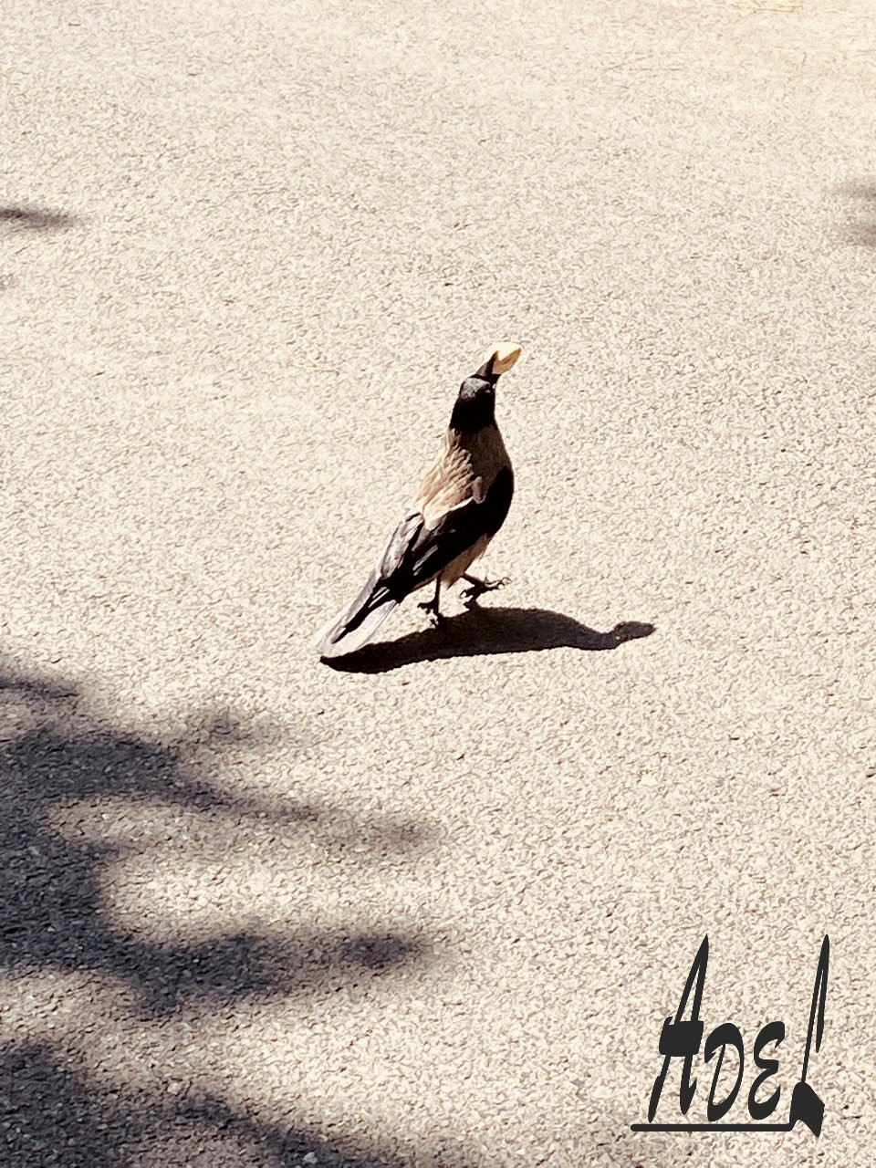 Wings of Stillness