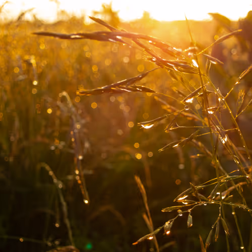 heavy dew