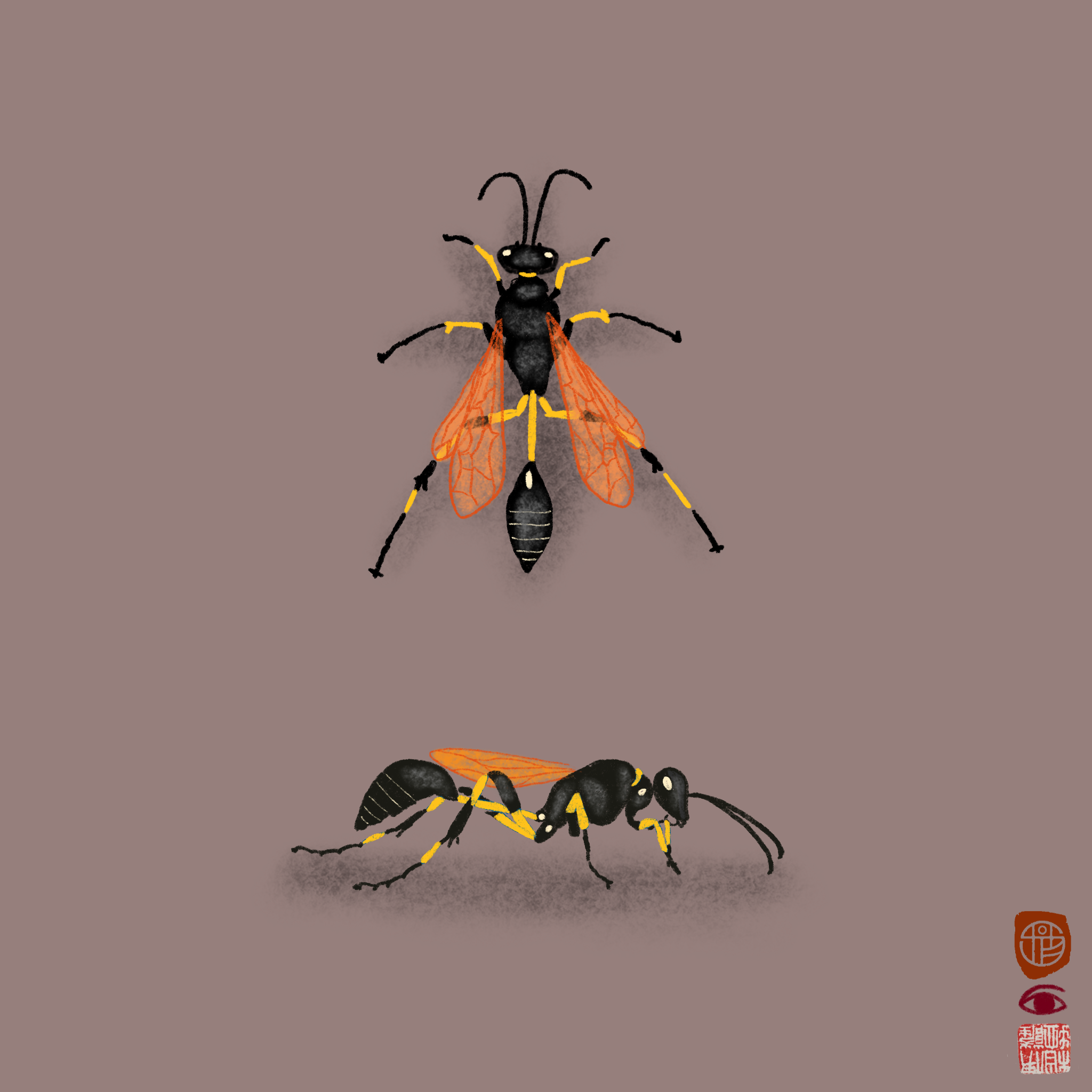 potterwasp