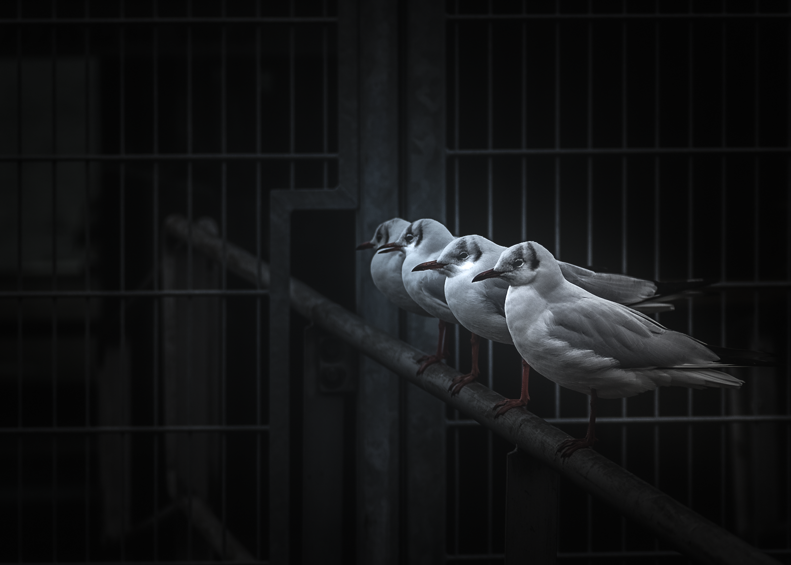 Feathered Friends #23