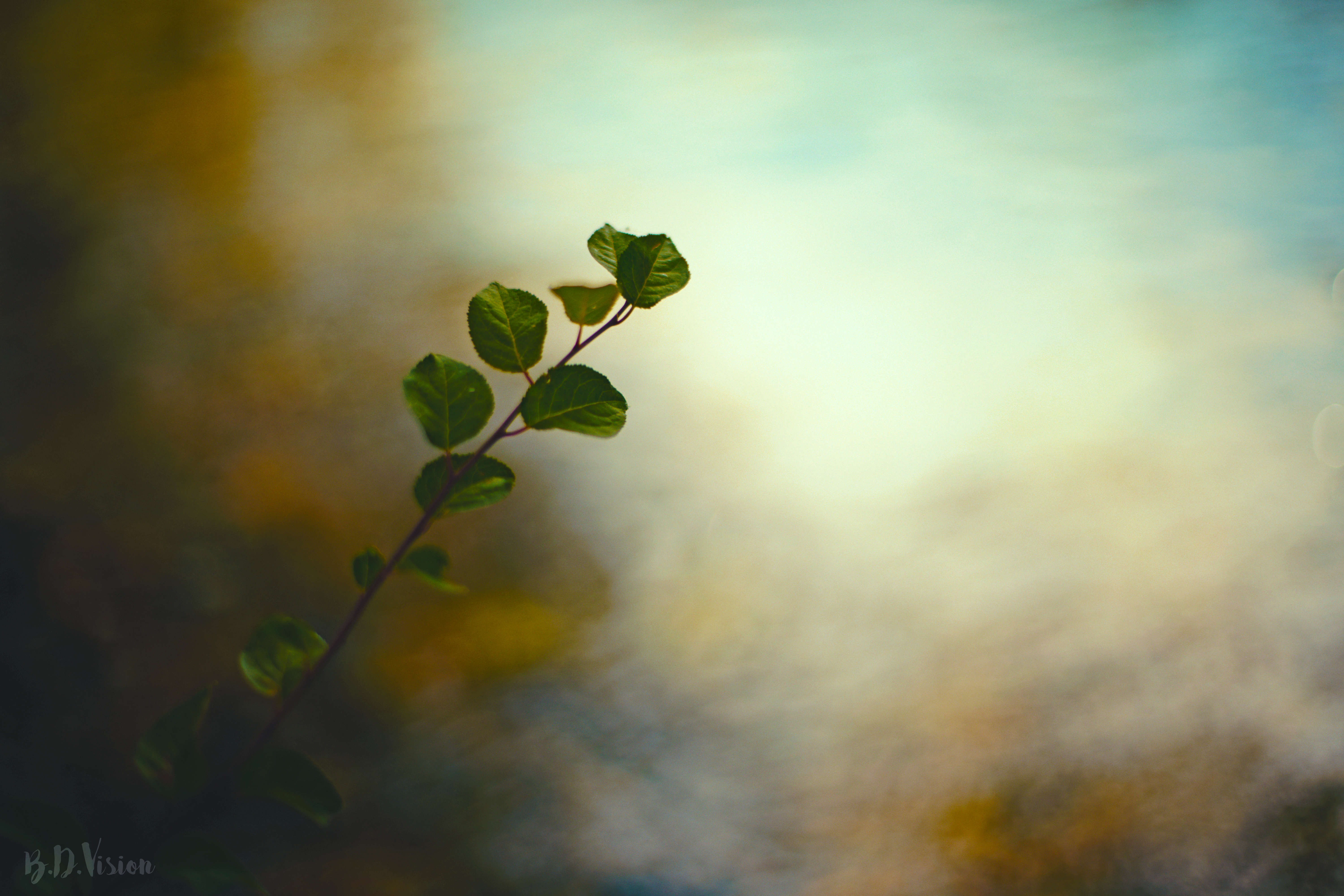 Whispers of Nature #37