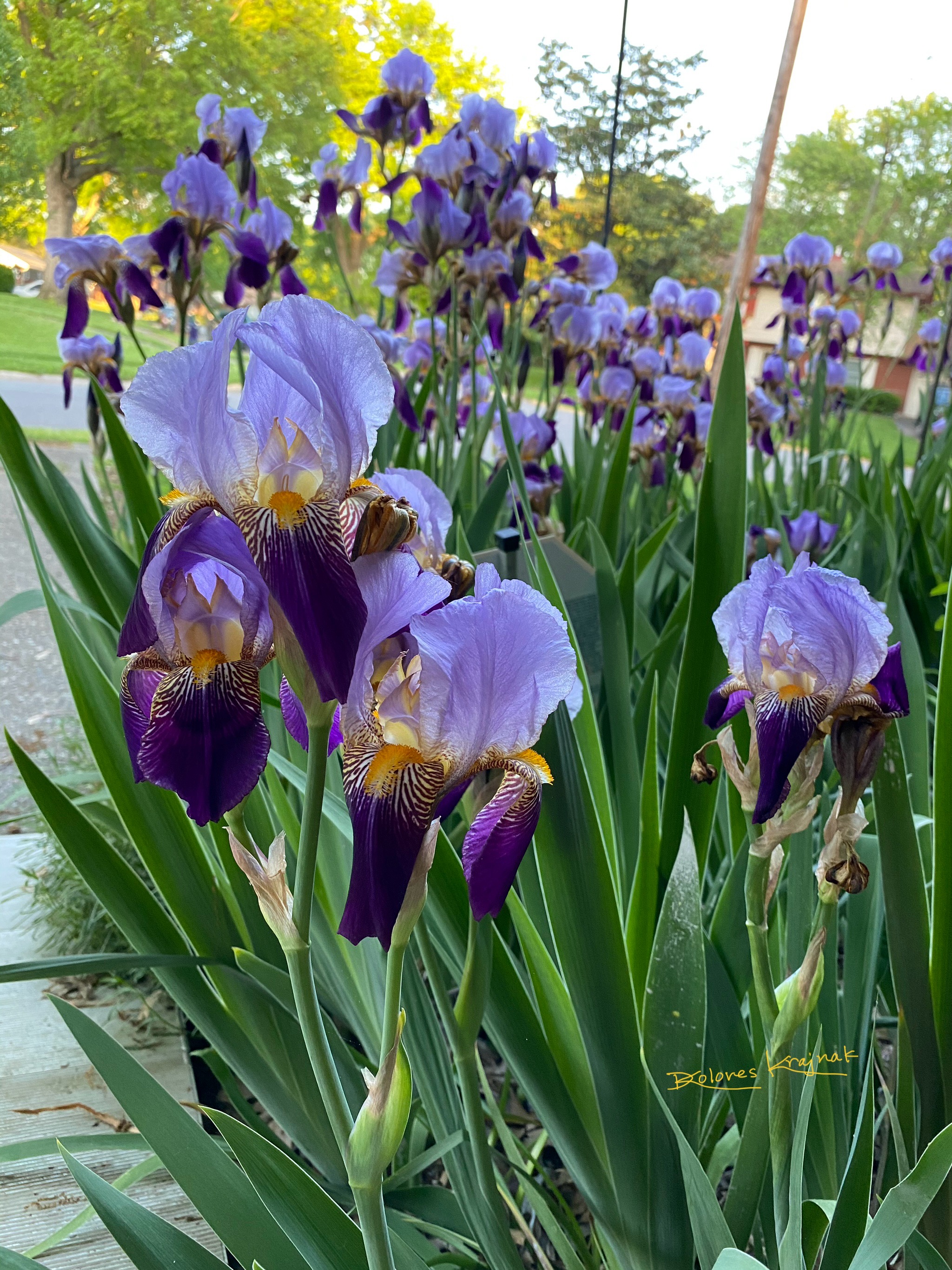 Irises #5
