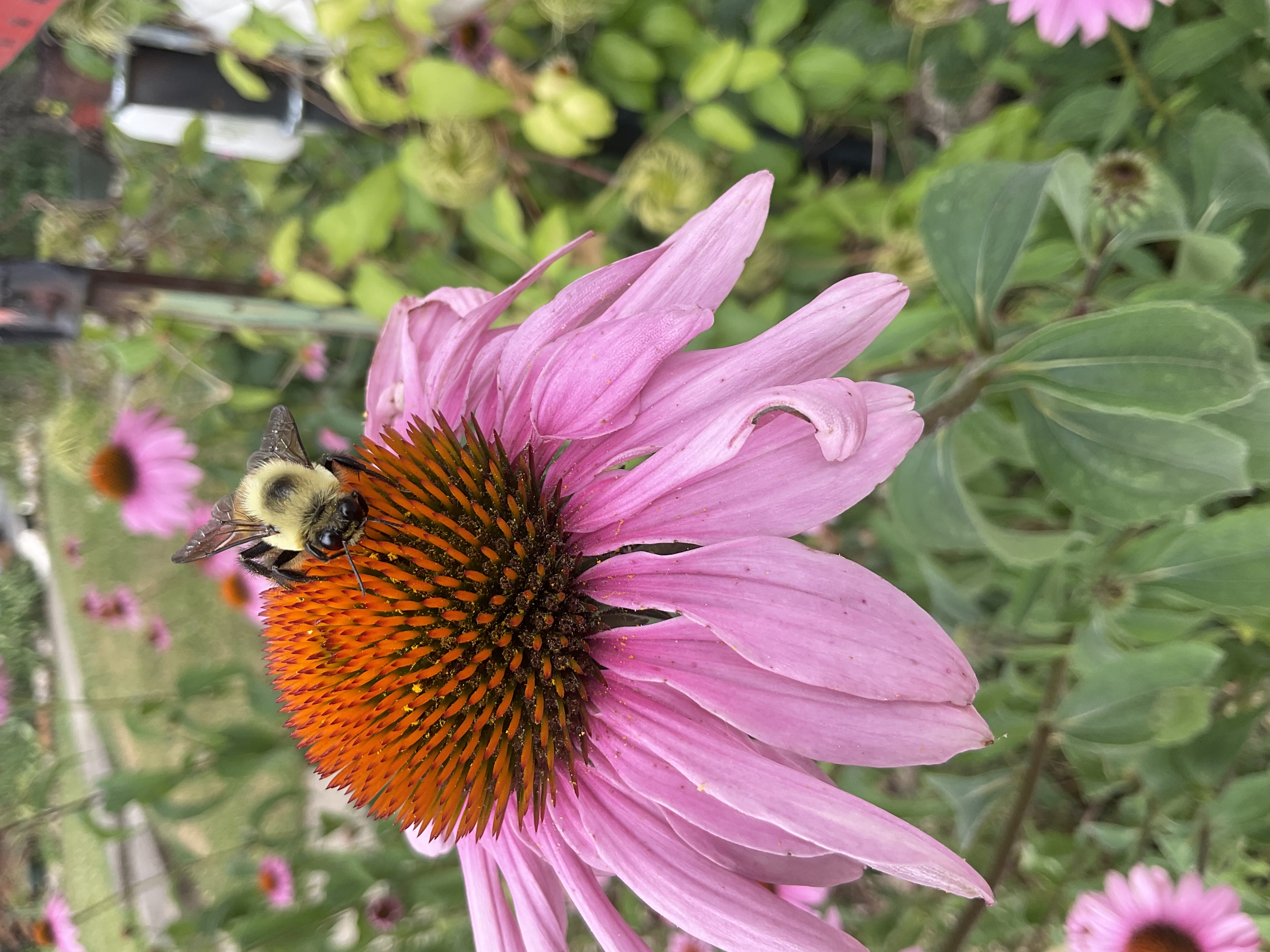Mr Bee #19