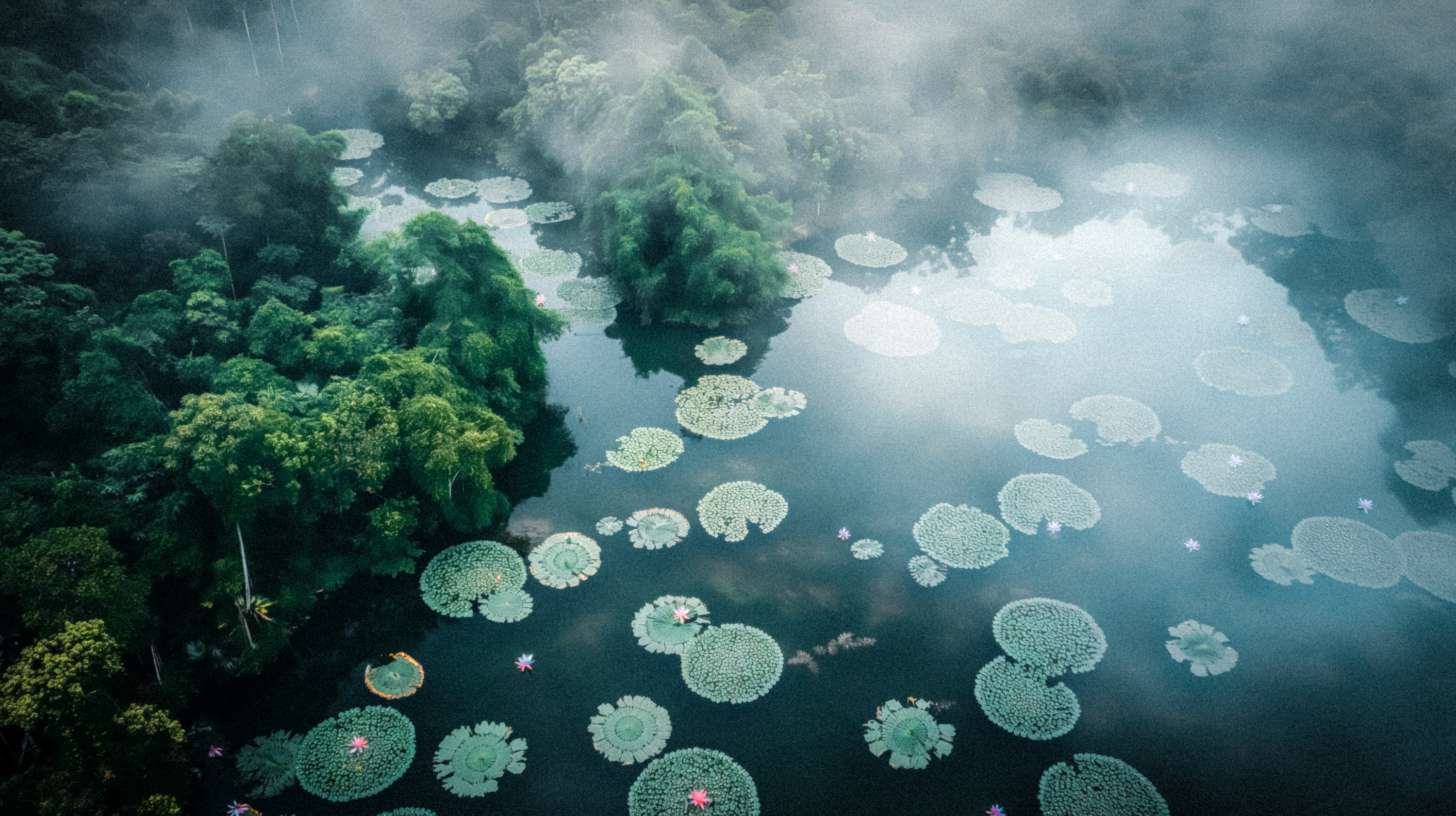 Silence of Jungles #8