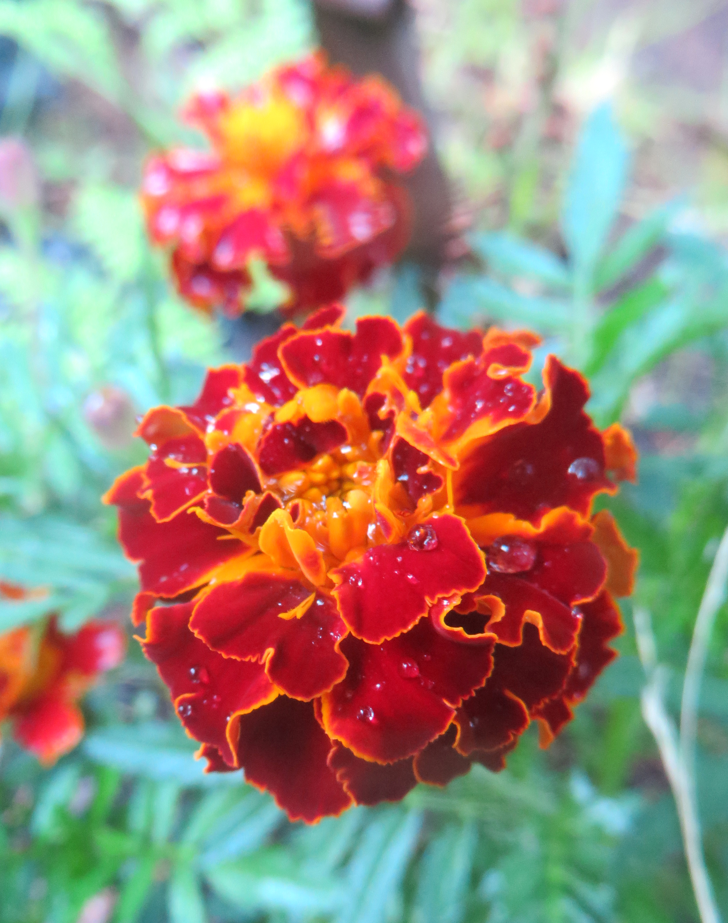 Marigold