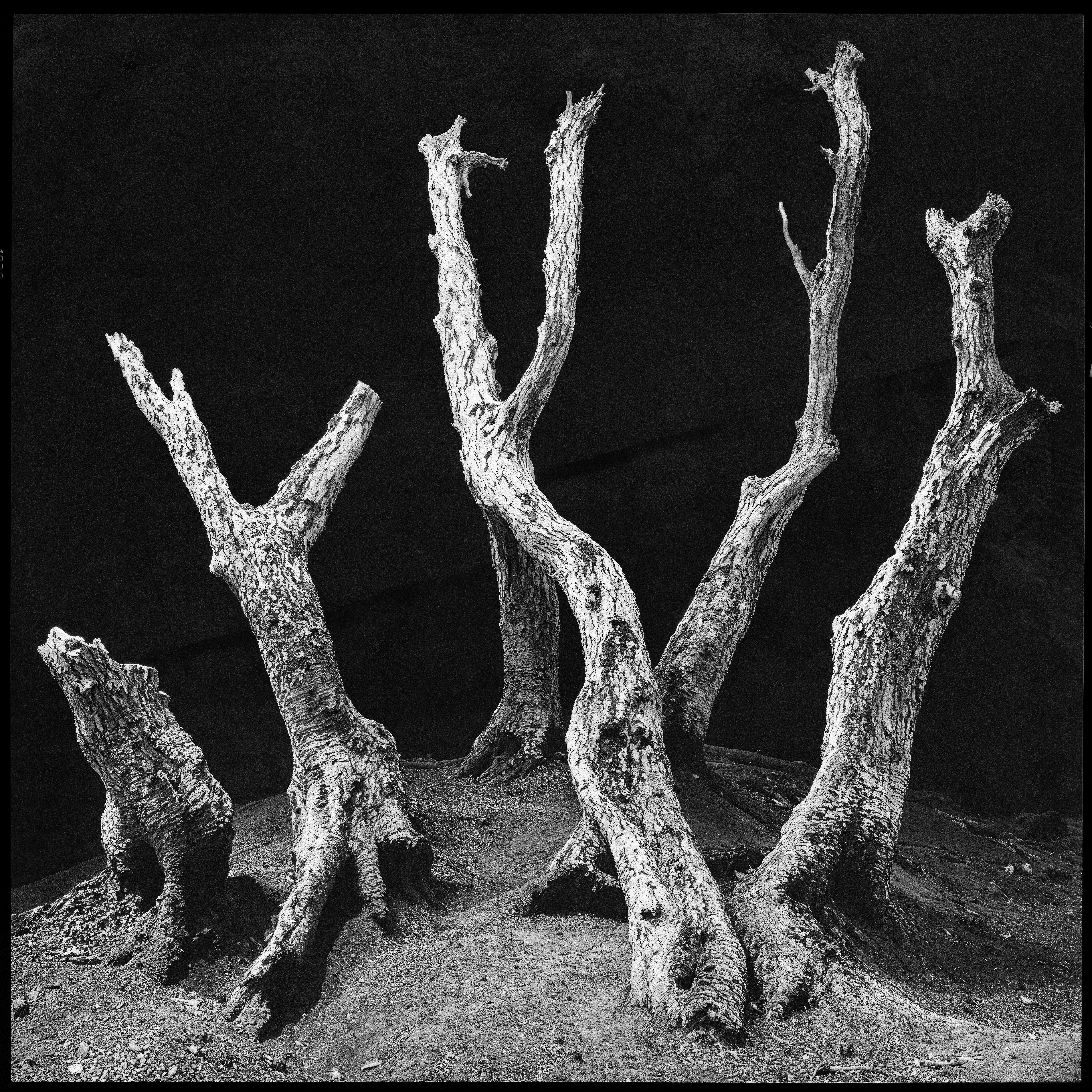 "roots and branches" #06