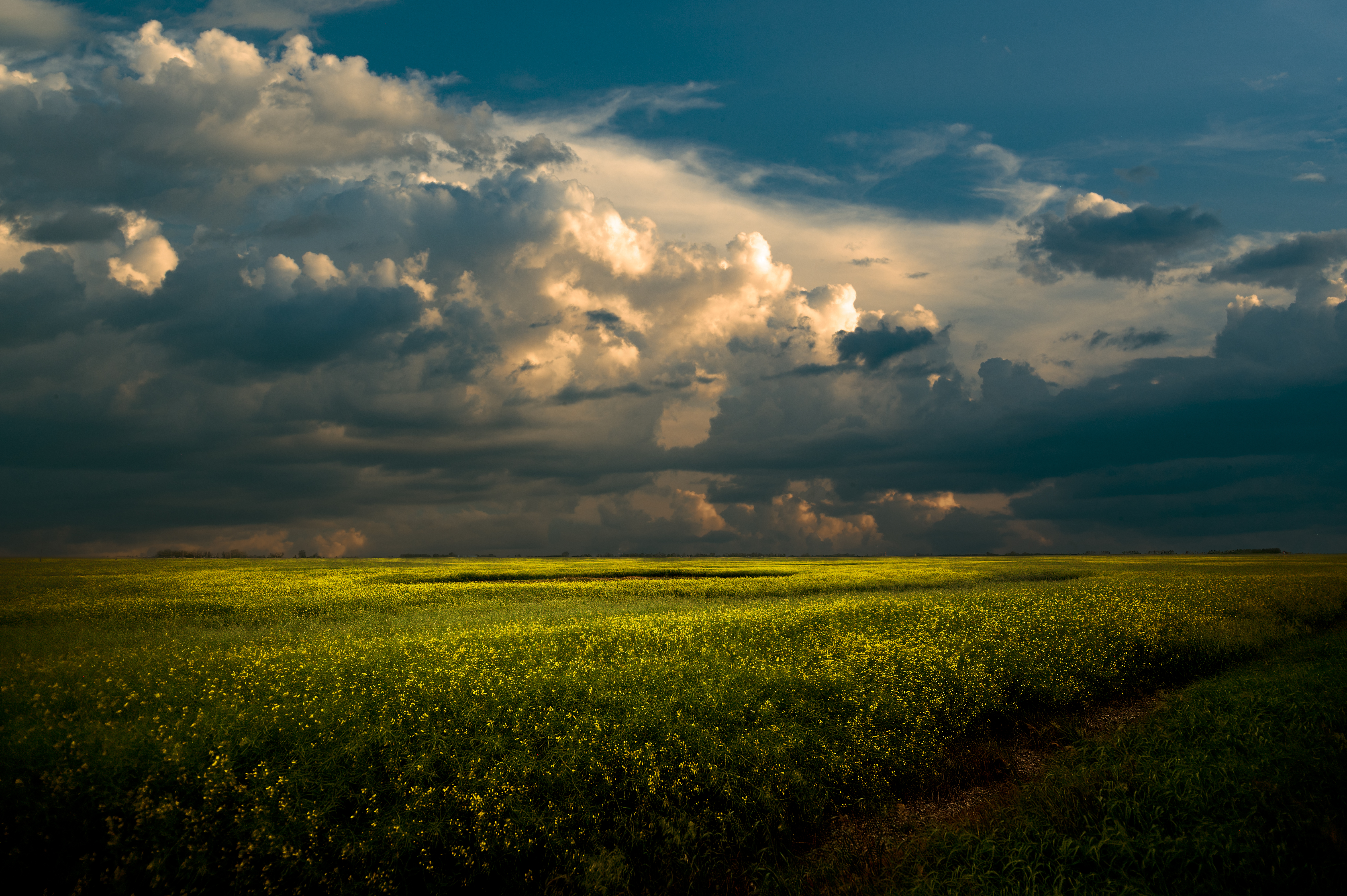 Canola fields forever 🎶