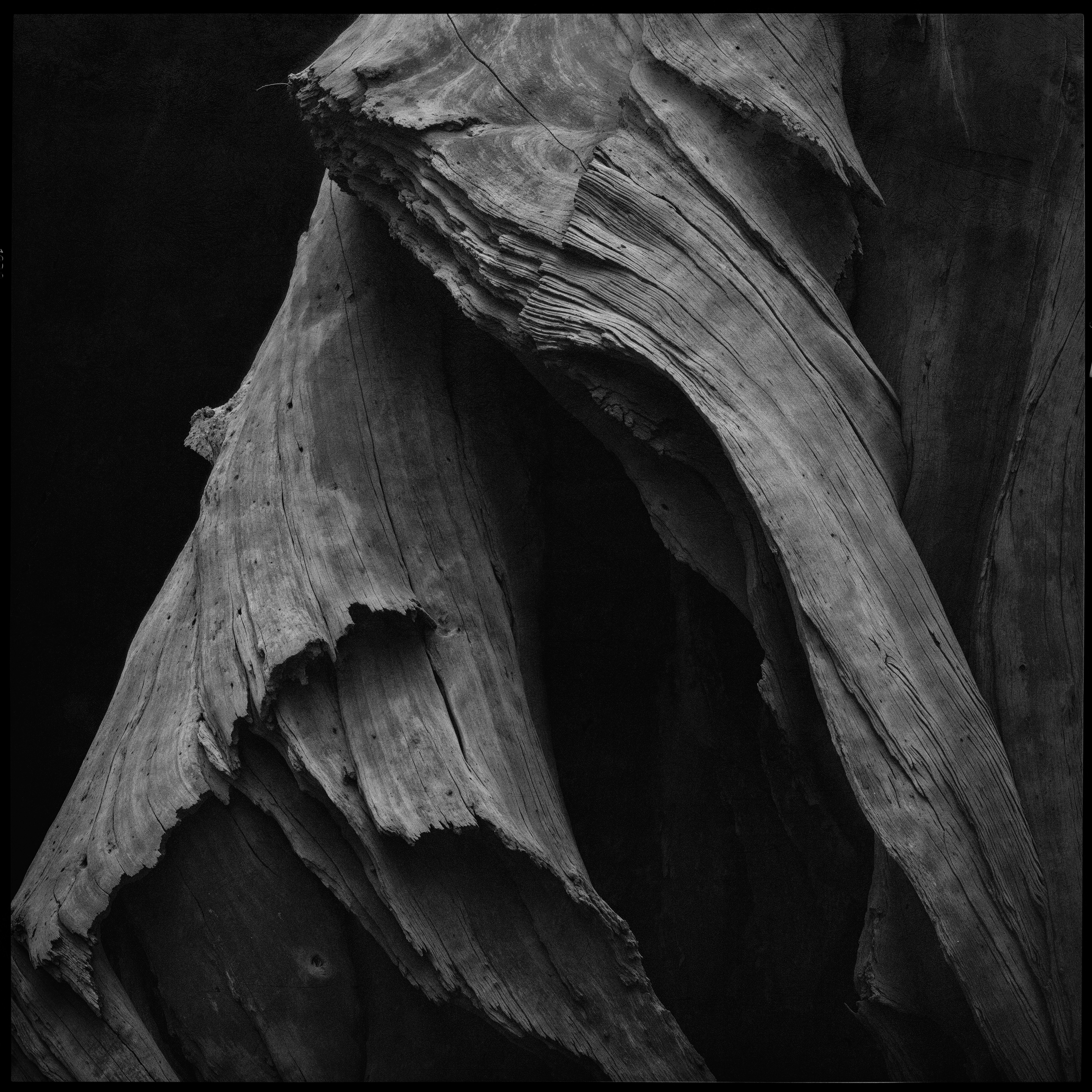 "roots and branches" #27