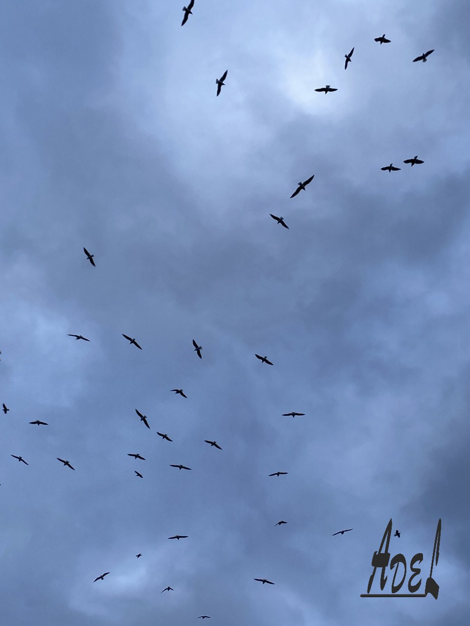 Branches in the Sky